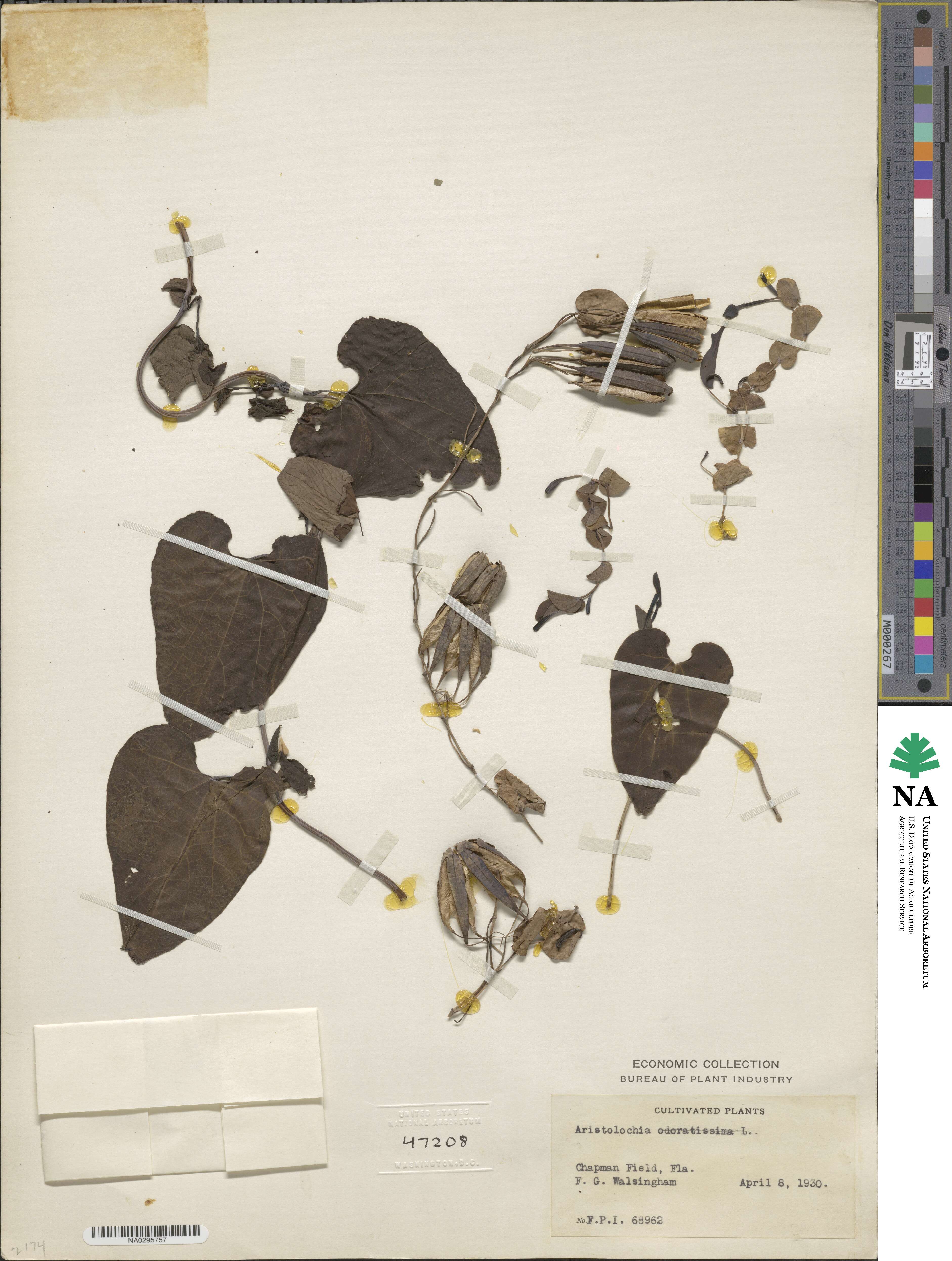 Aristolochia odoratissima image