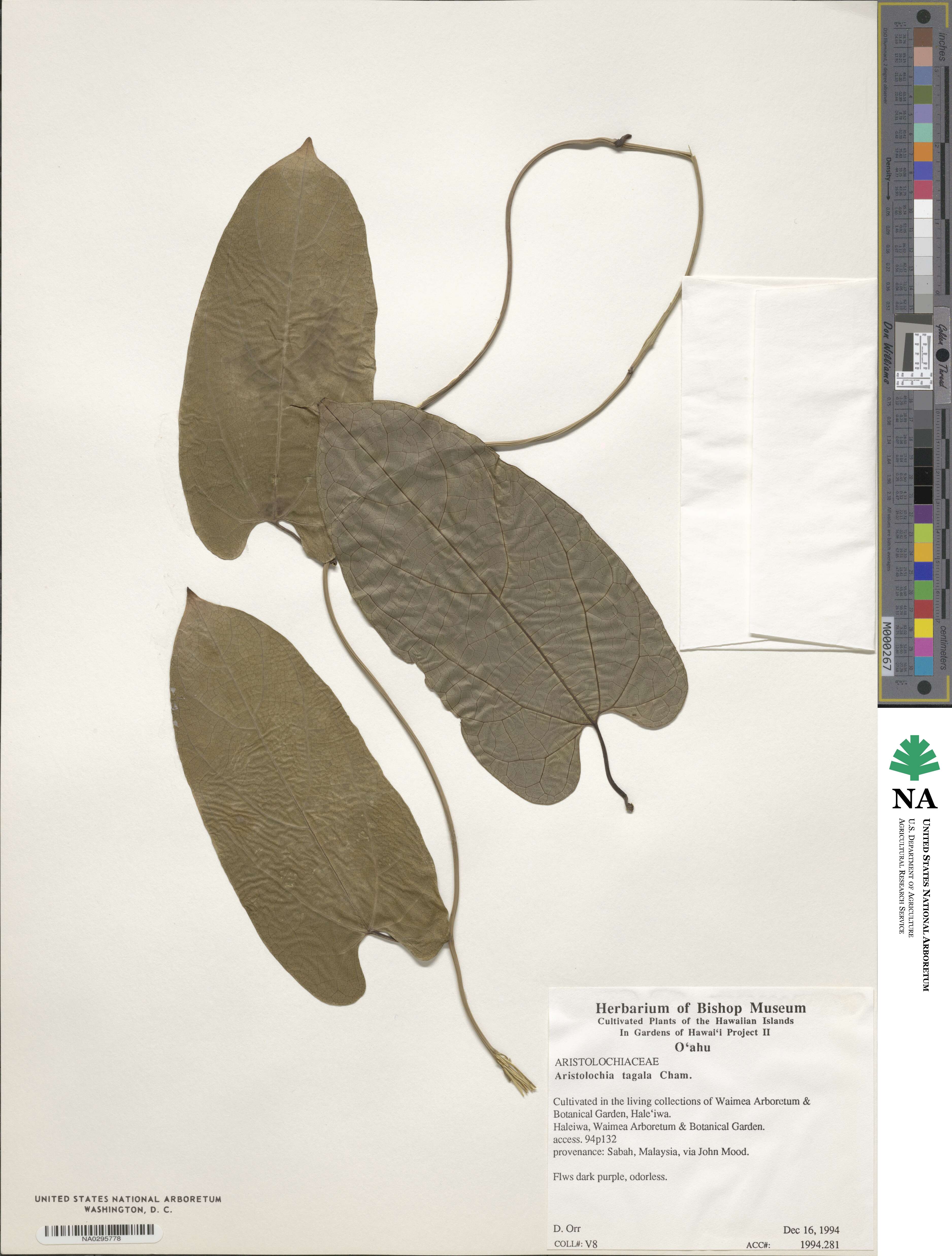 Aristolochia acuminata image