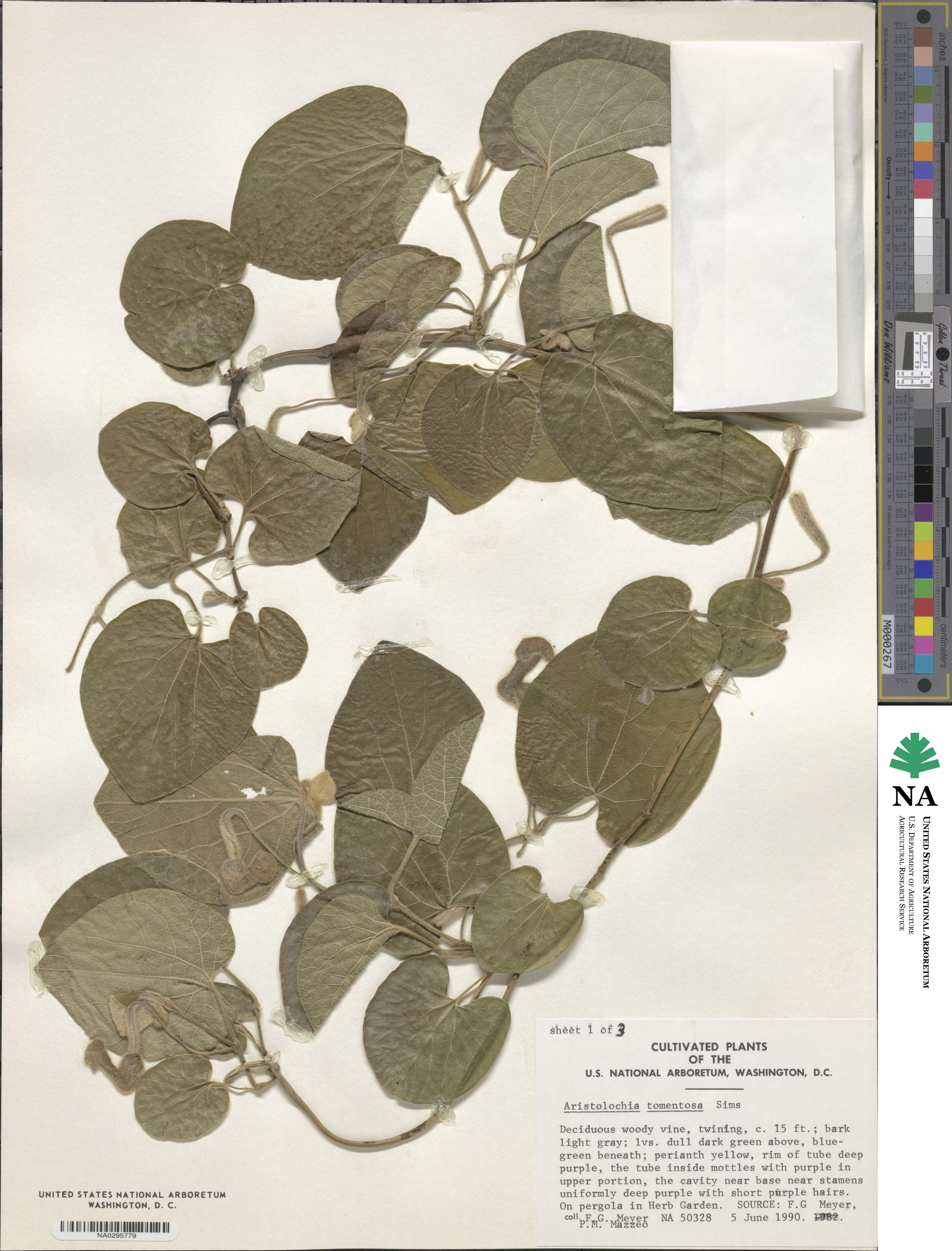 Isotrema image