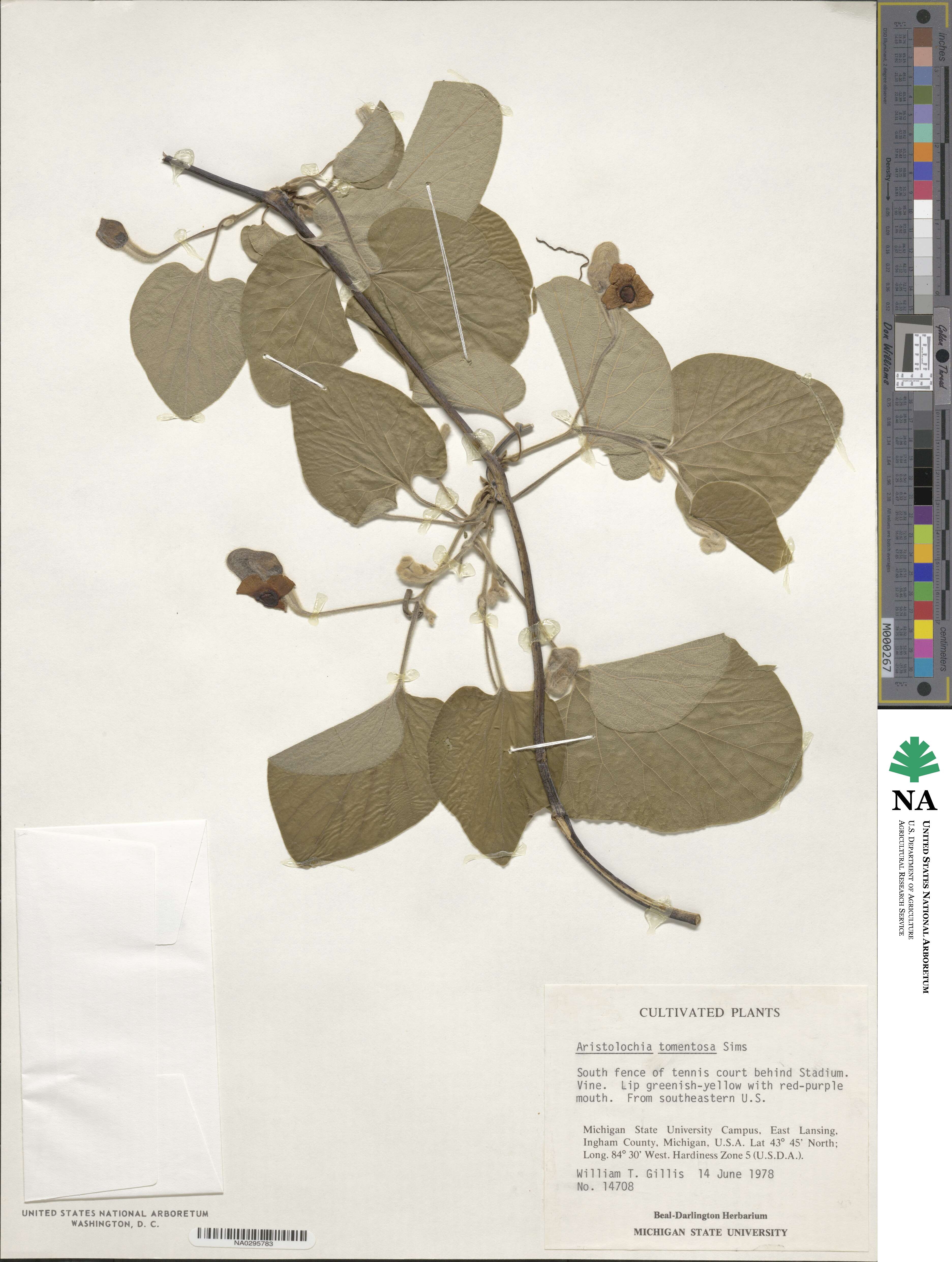 Isotrema tomentosum image