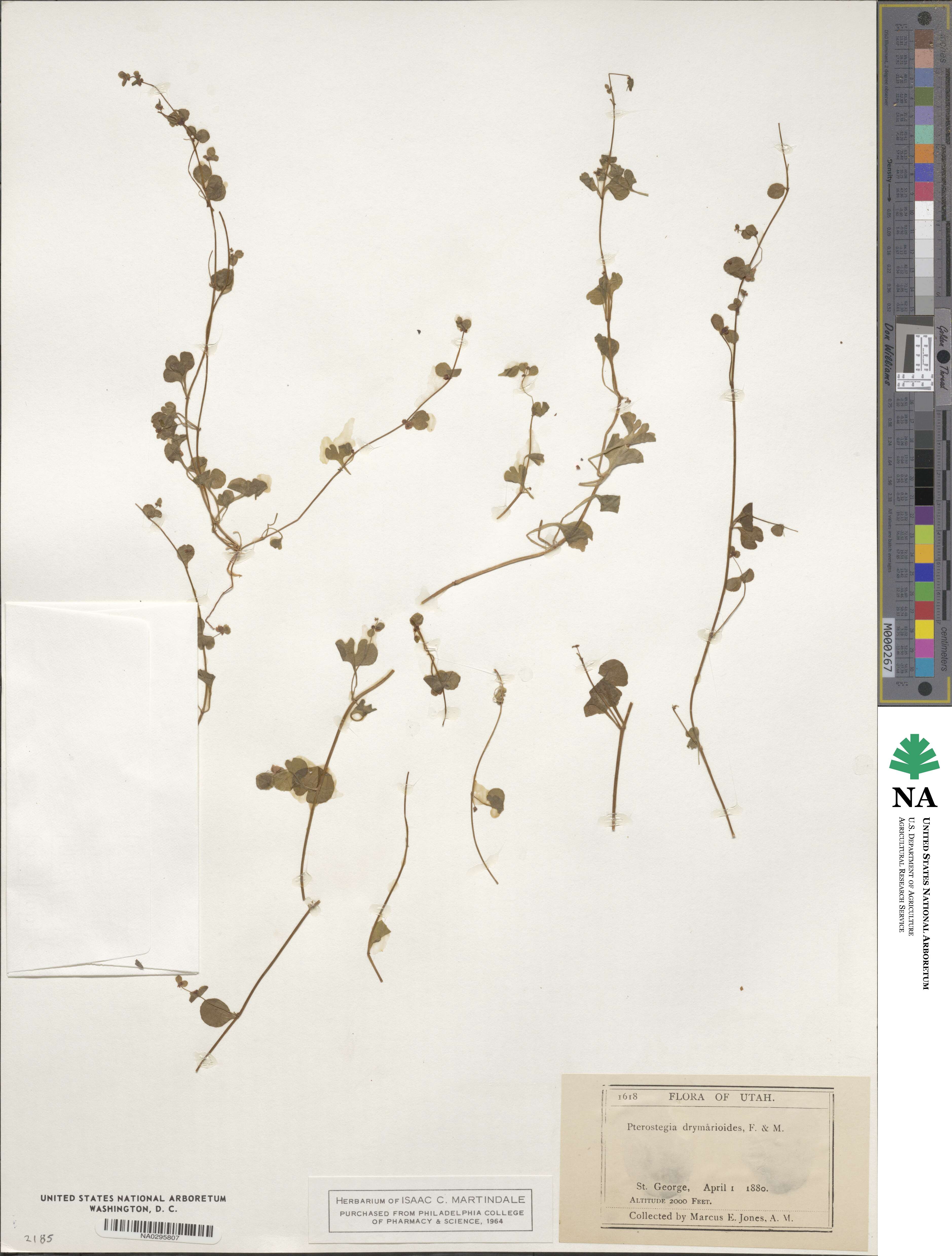 Pterostegia image
