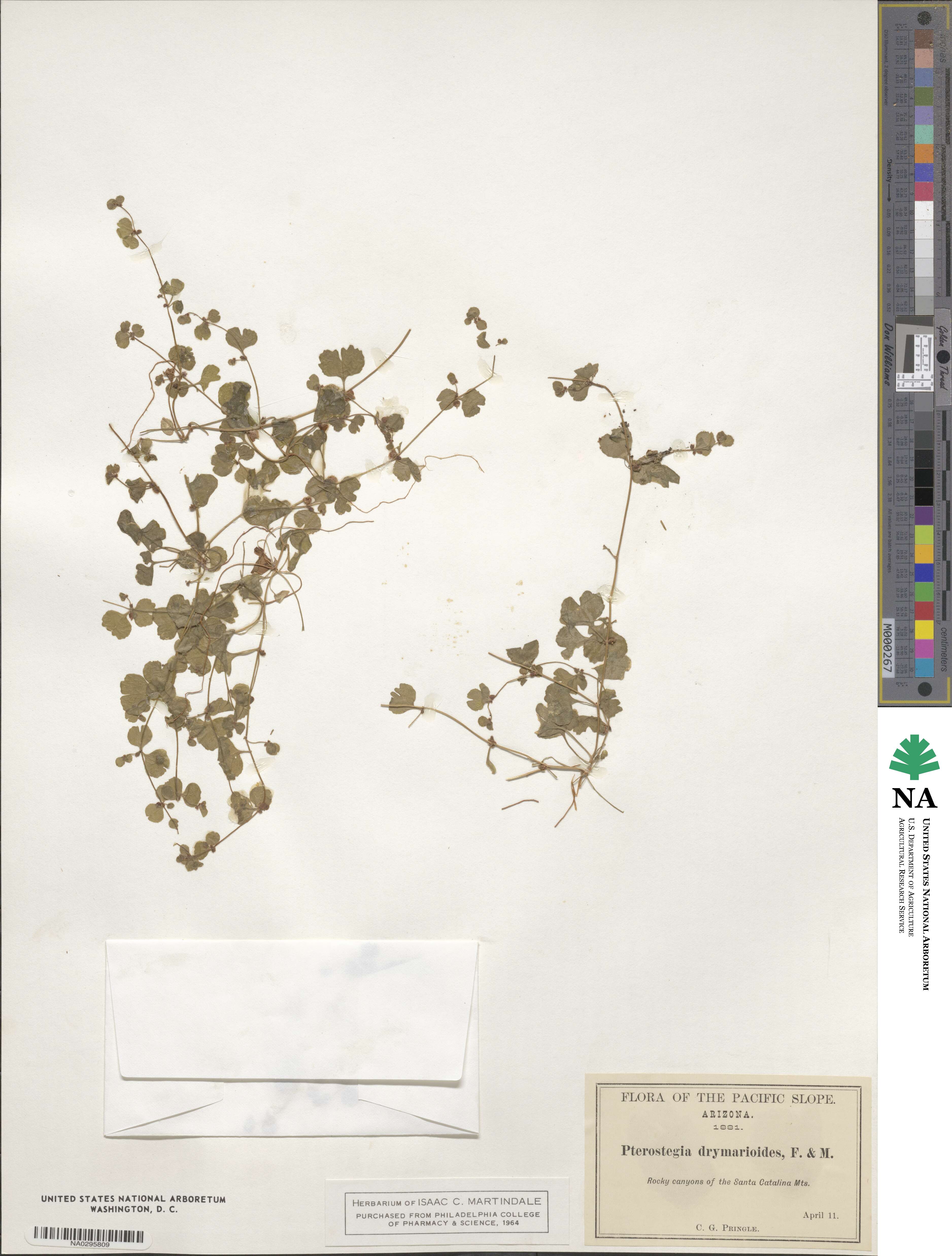 Pterostegia drymarioides image
