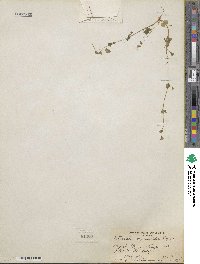 Pterostegia drymarioides image