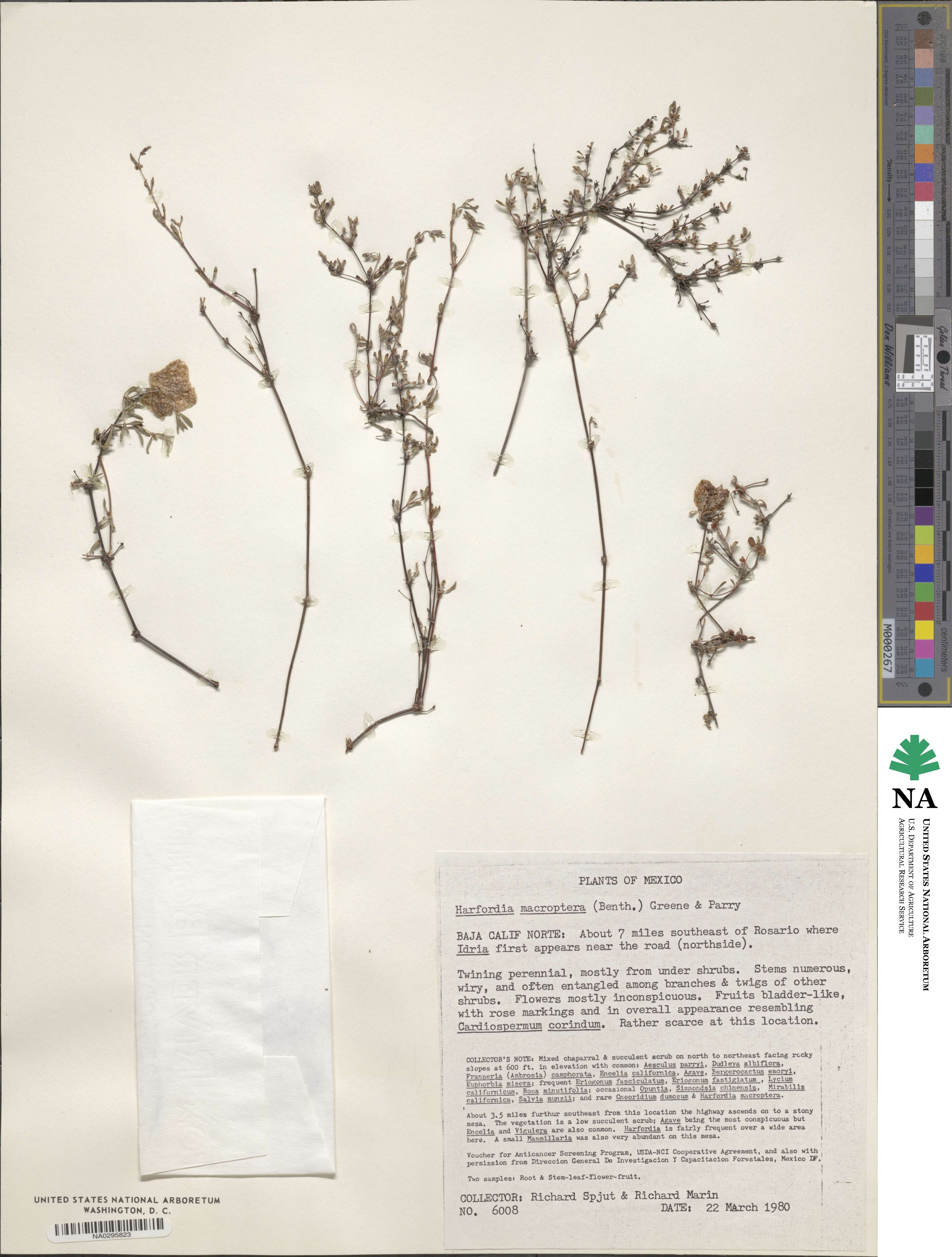 Harfordia macroptera image