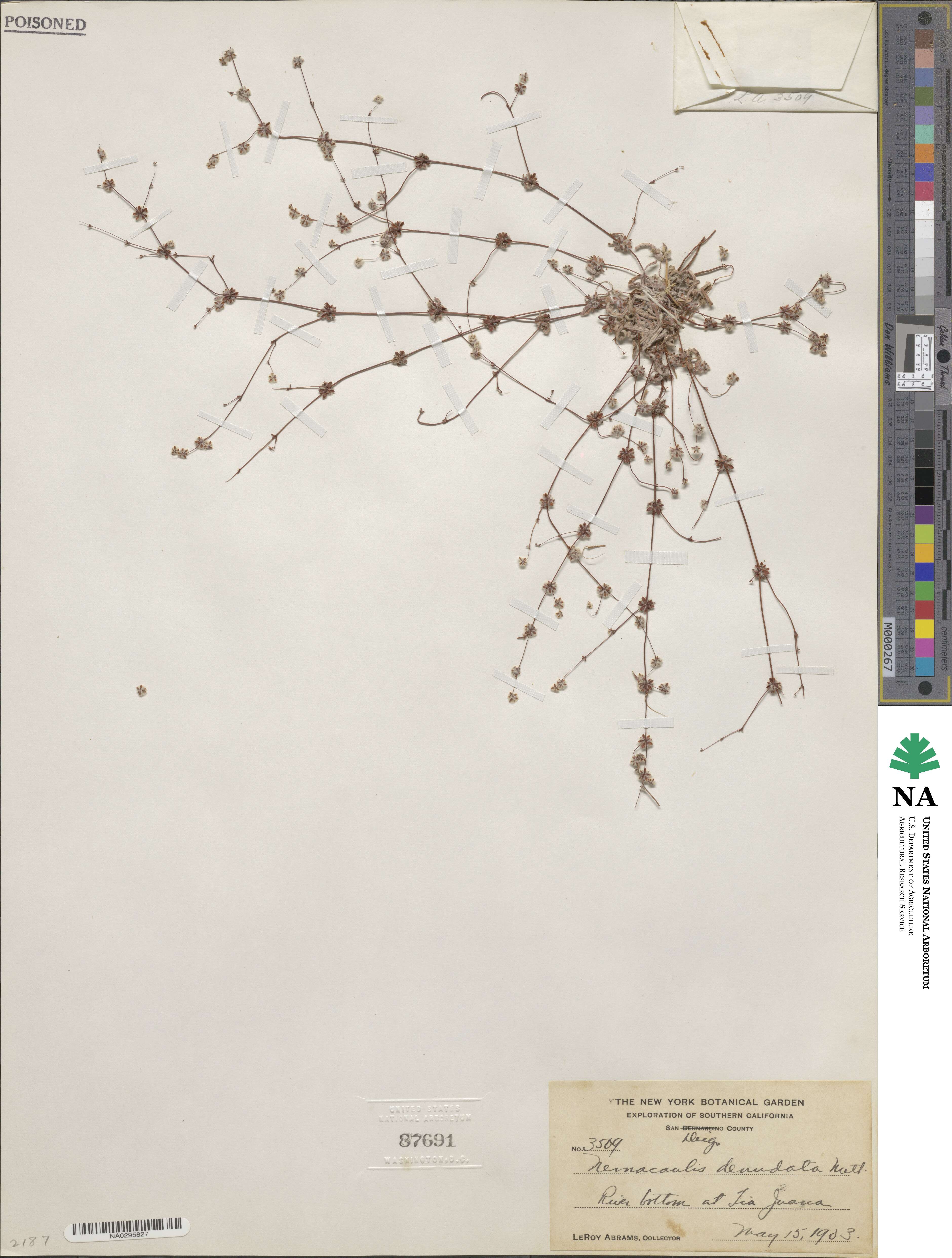 Nemacaulis denudata image