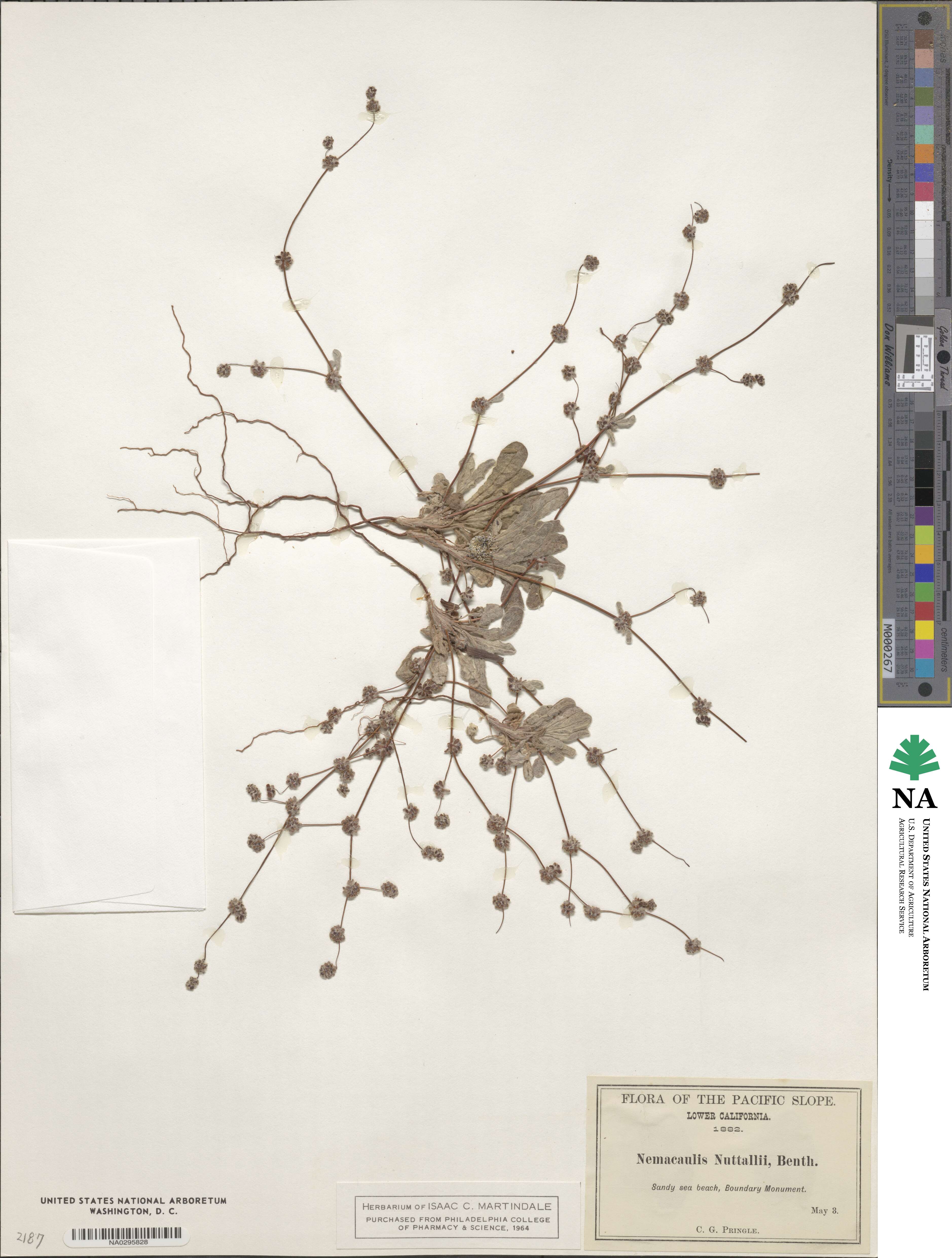 Nemacaulis denudata image
