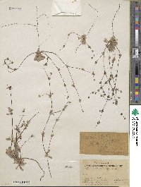 Nemacaulis denudata image