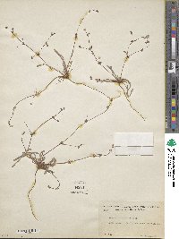 Nemacaulis denudata image
