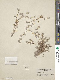 Hollisteria lanata image