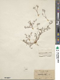 Hollisteria lanata image