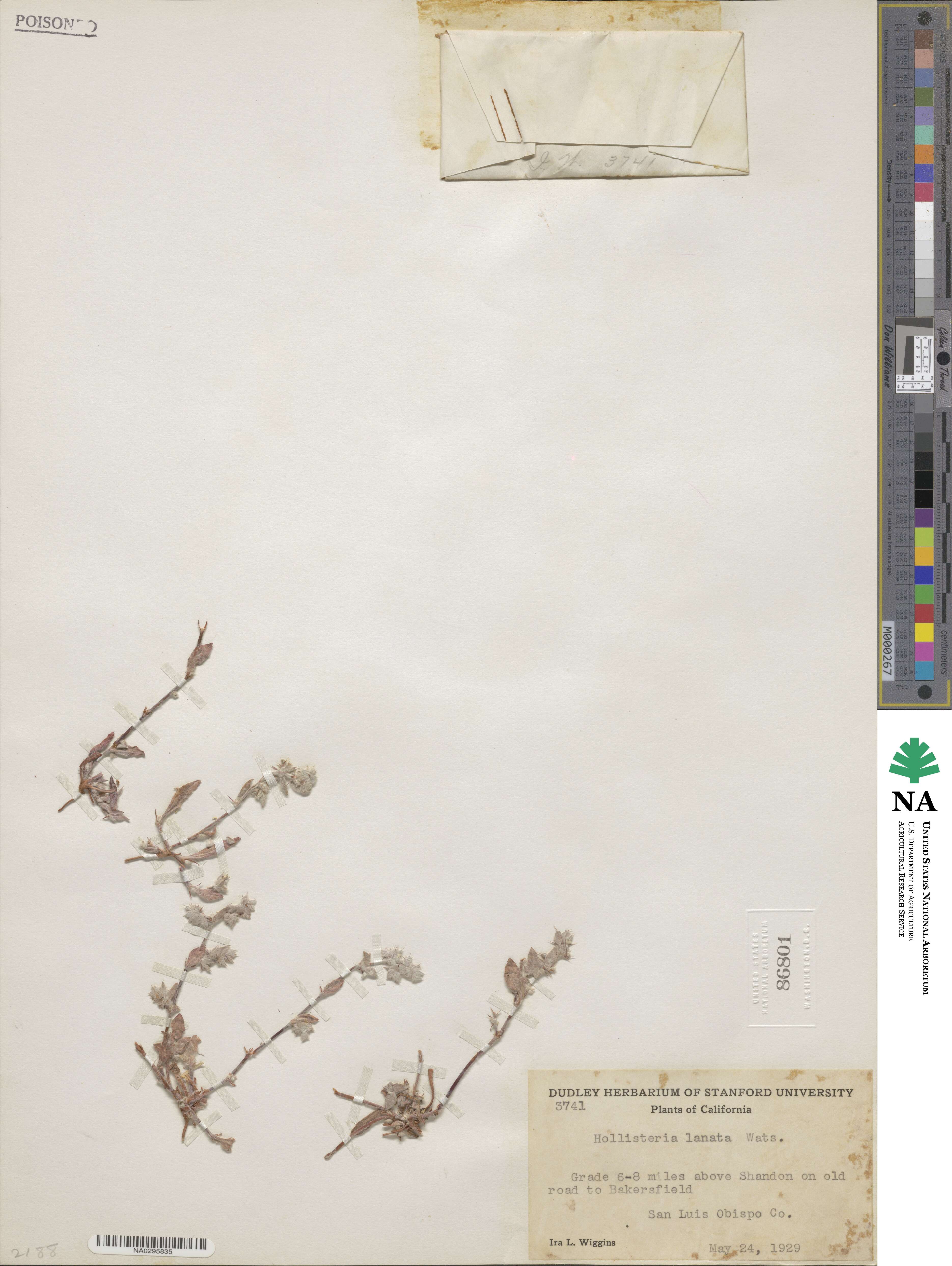 Hollisteria lanata image
