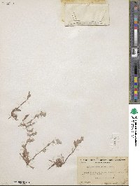 Hollisteria lanata image