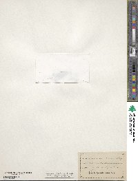 Lastarriaea chilensis image
