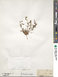 Lastarriaea chilensis image