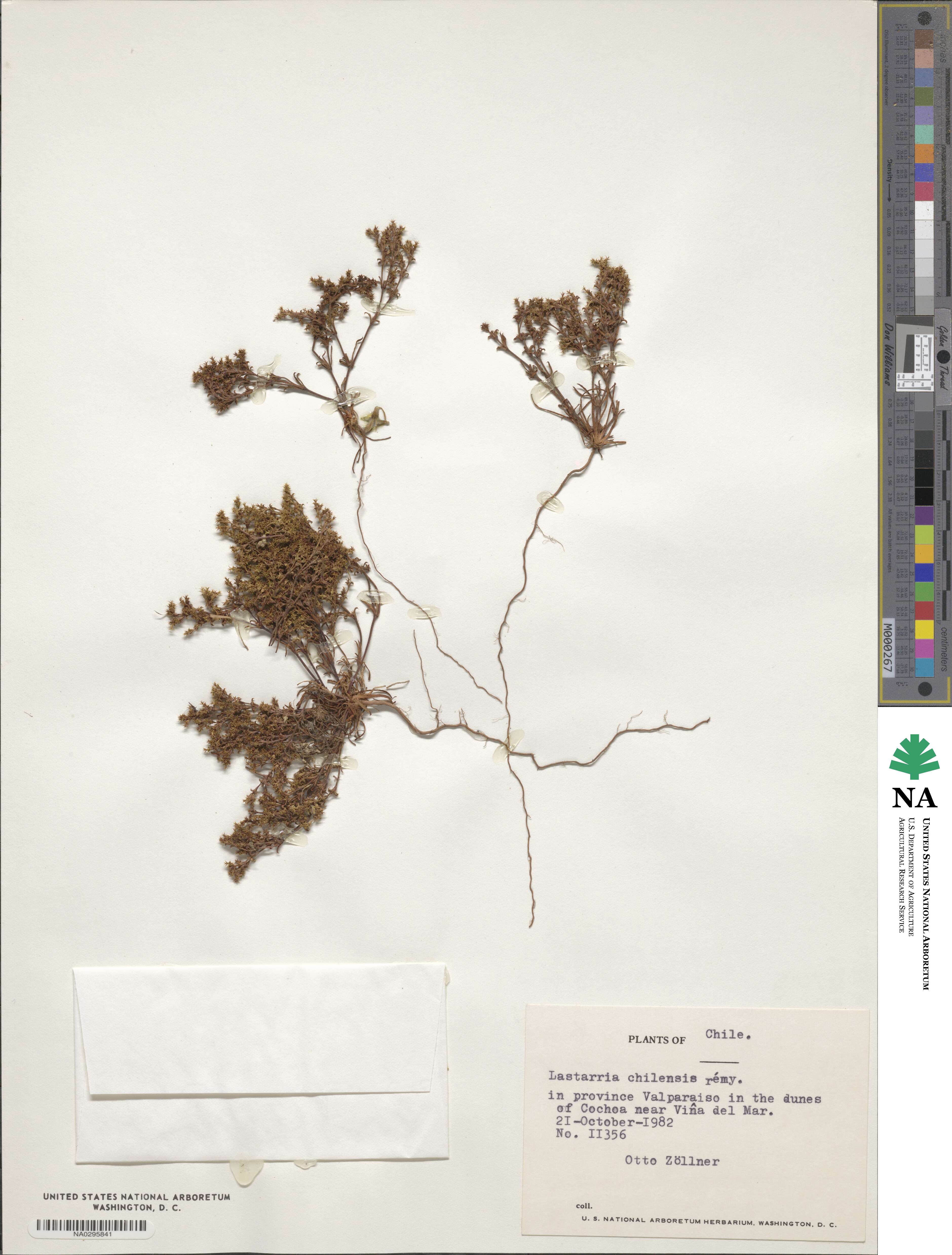 Lastarriaea image