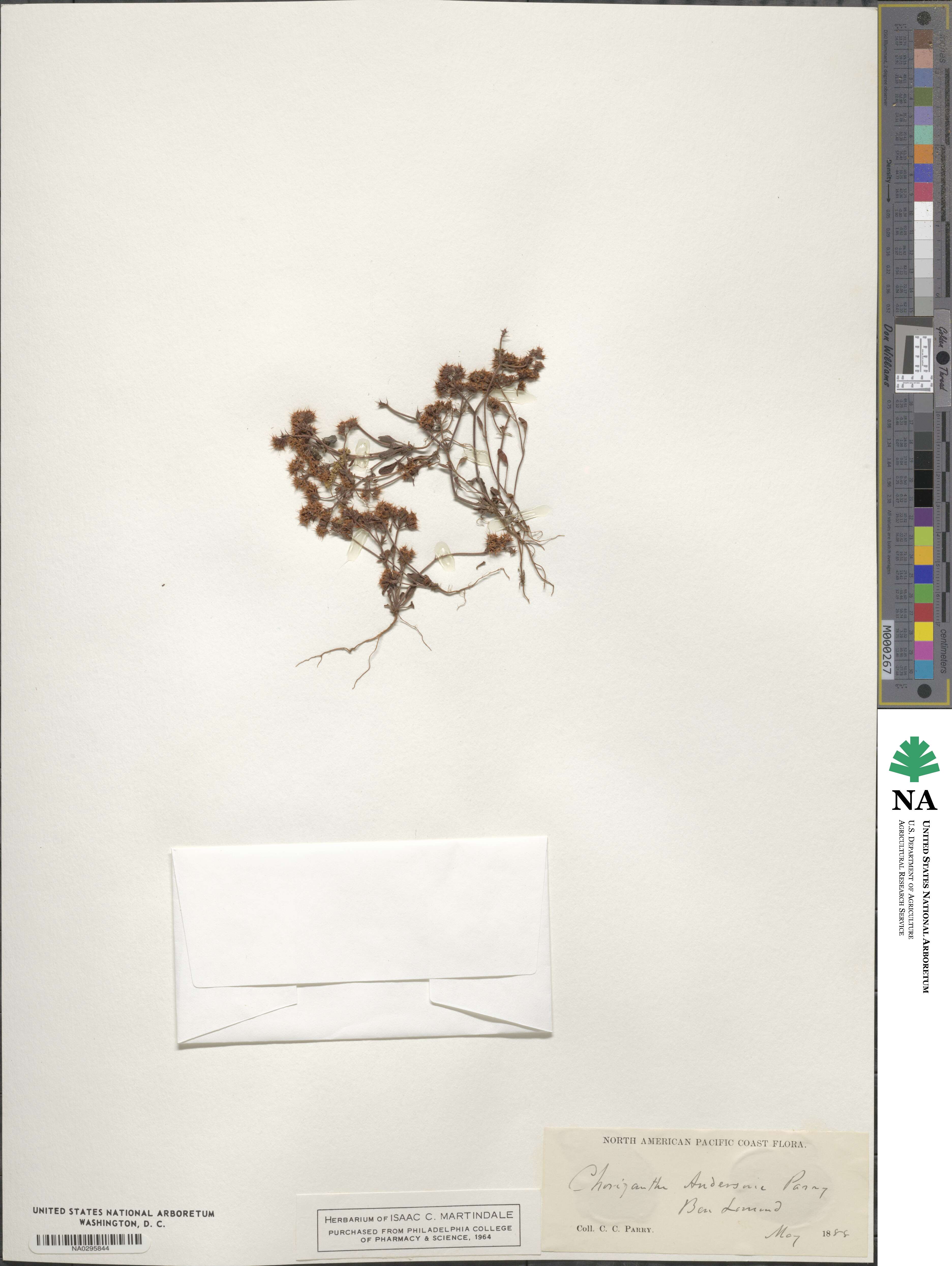 Chorizanthe diffusa image