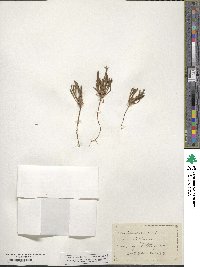 Chorizanthe brevicornu image