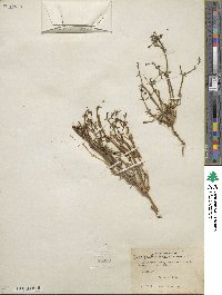 Chorizanthe brevicornu image