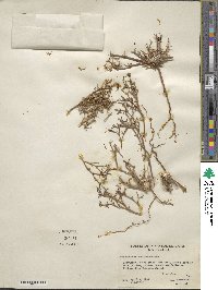 Chorizanthe brevicornu image