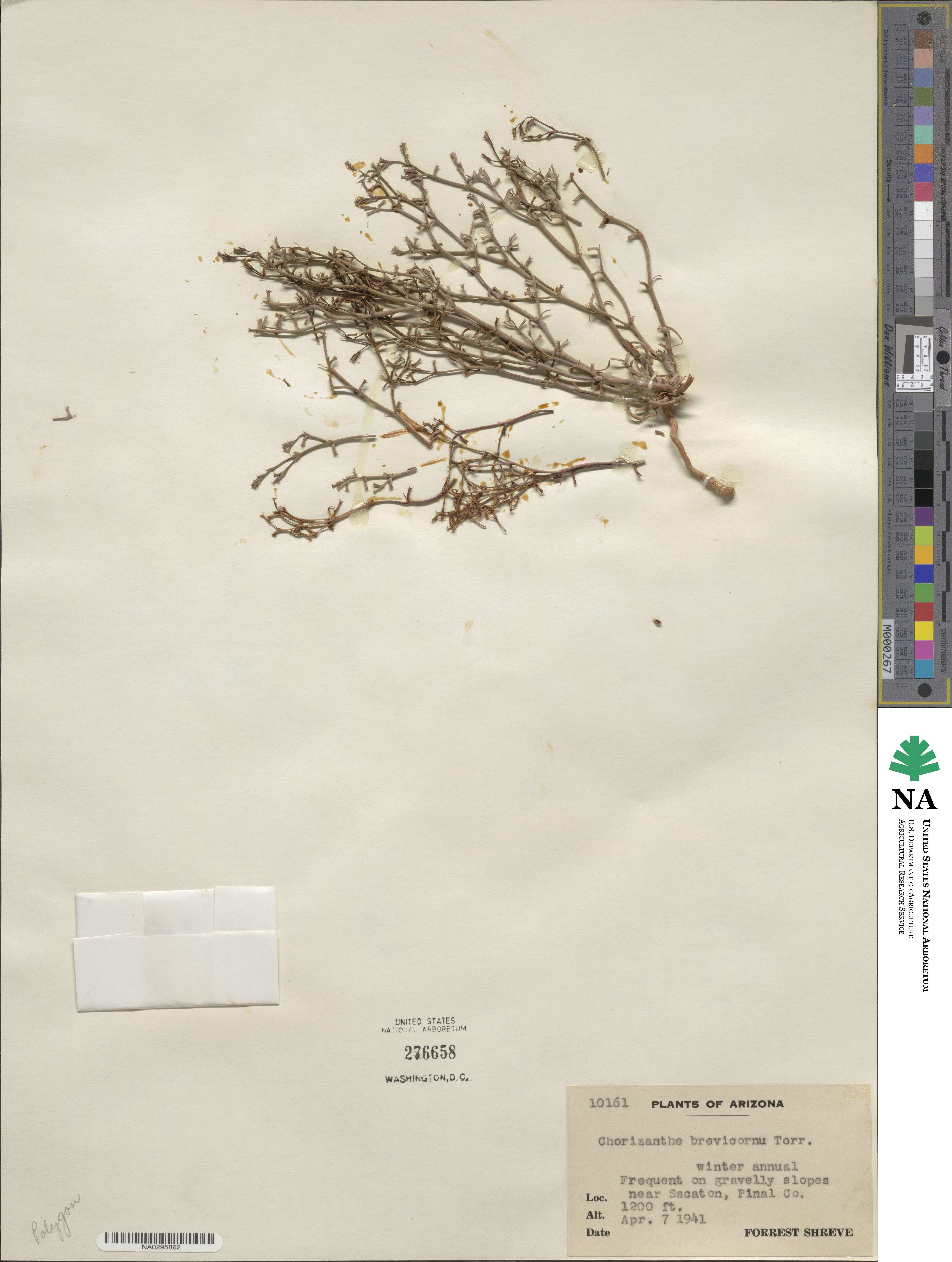 Chorizanthe brevicornu image