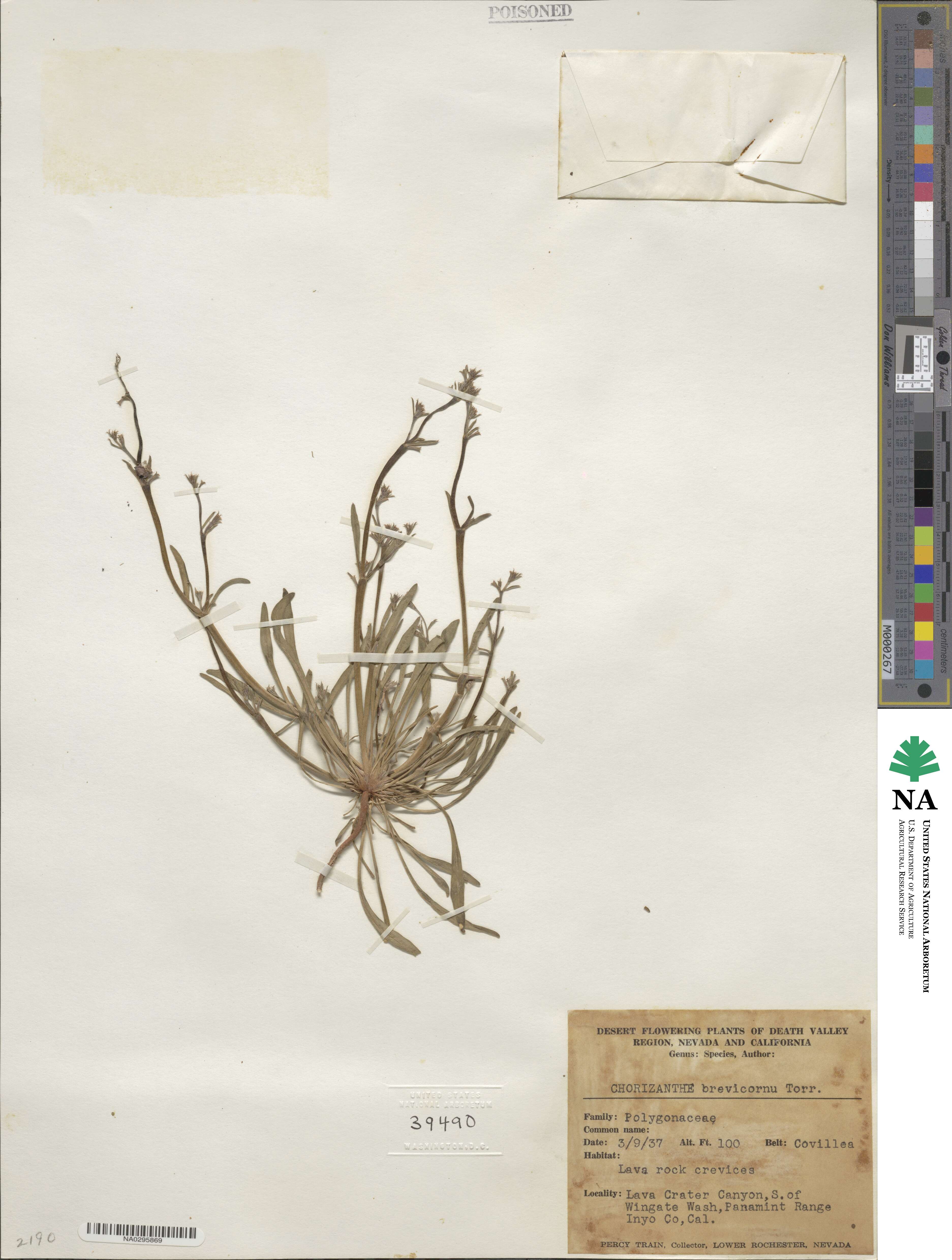 Chorizanthe brevicornu image