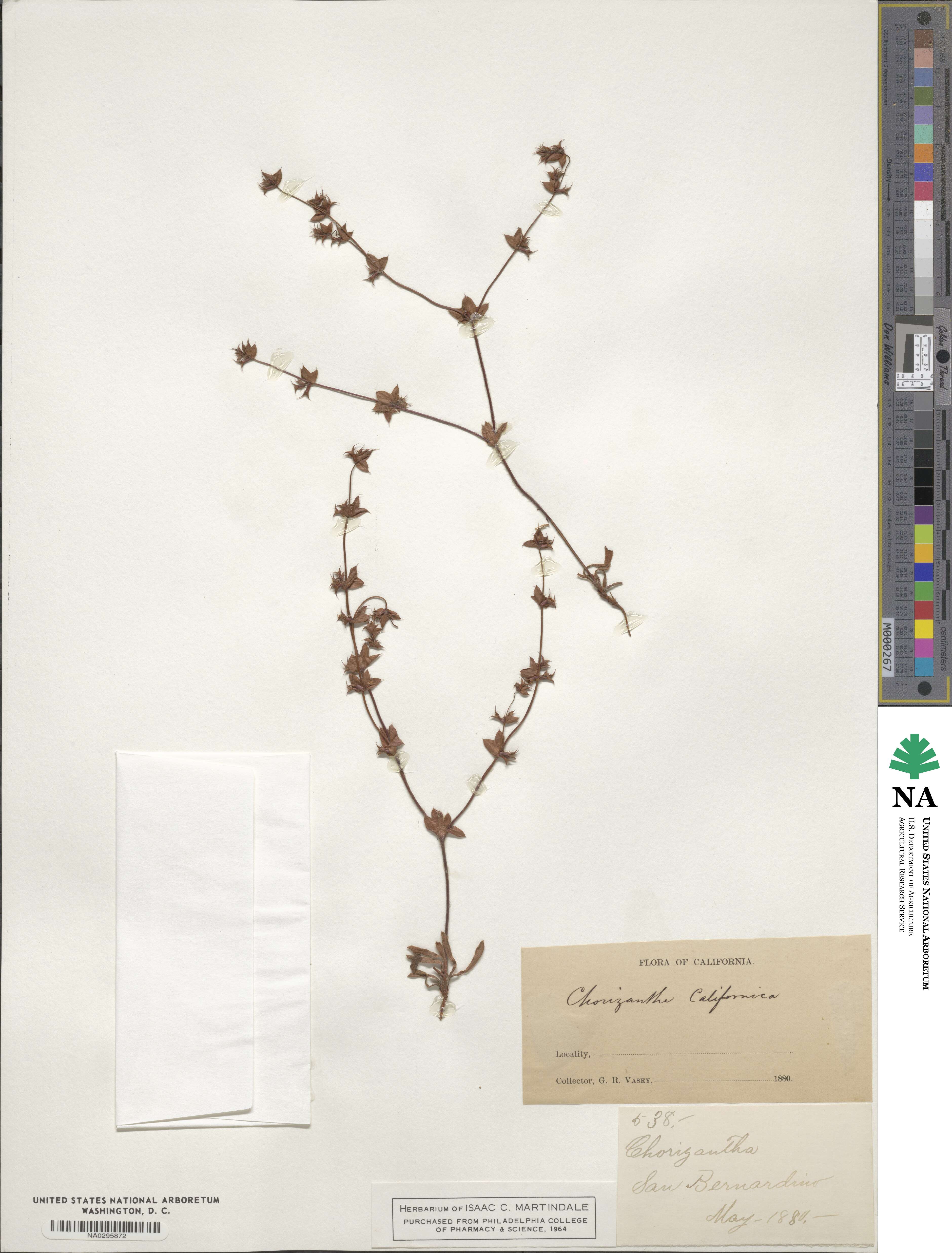 Mucronea californica image