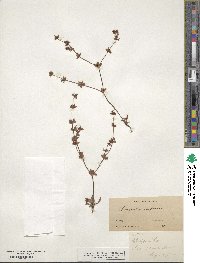 Mucronea californica image