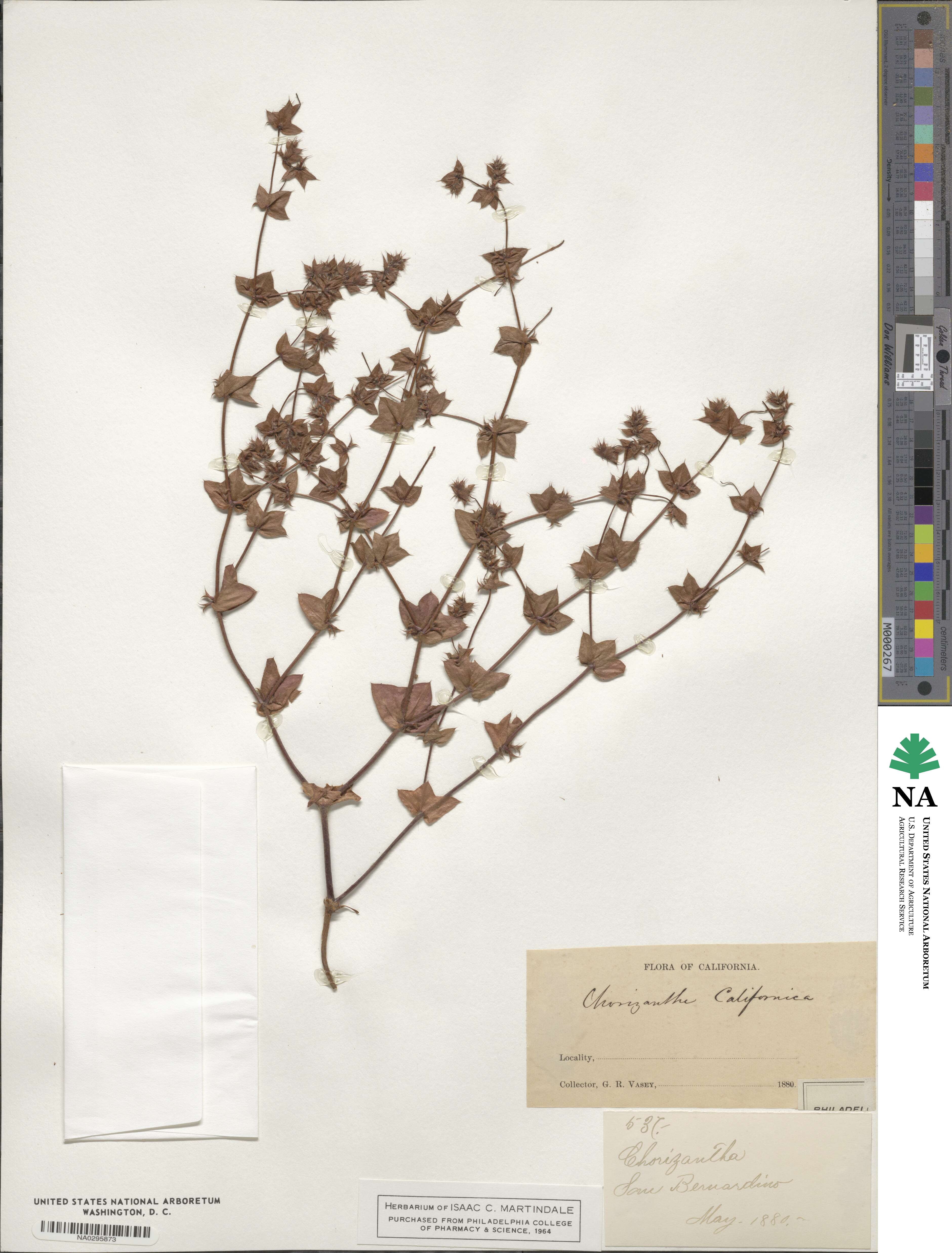 Mucronea image