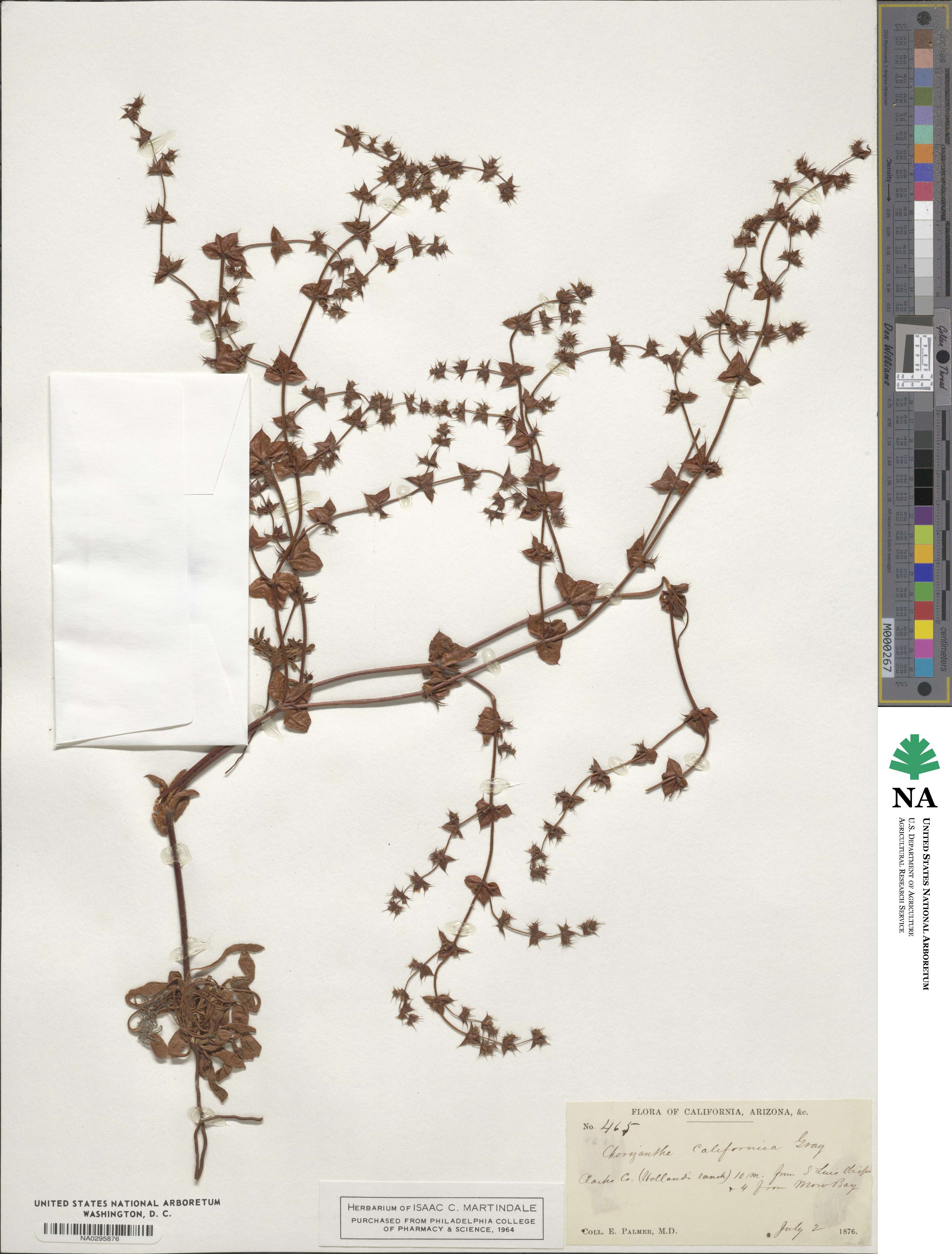 Mucronea californica image