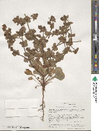 Image Associated With the Occurence