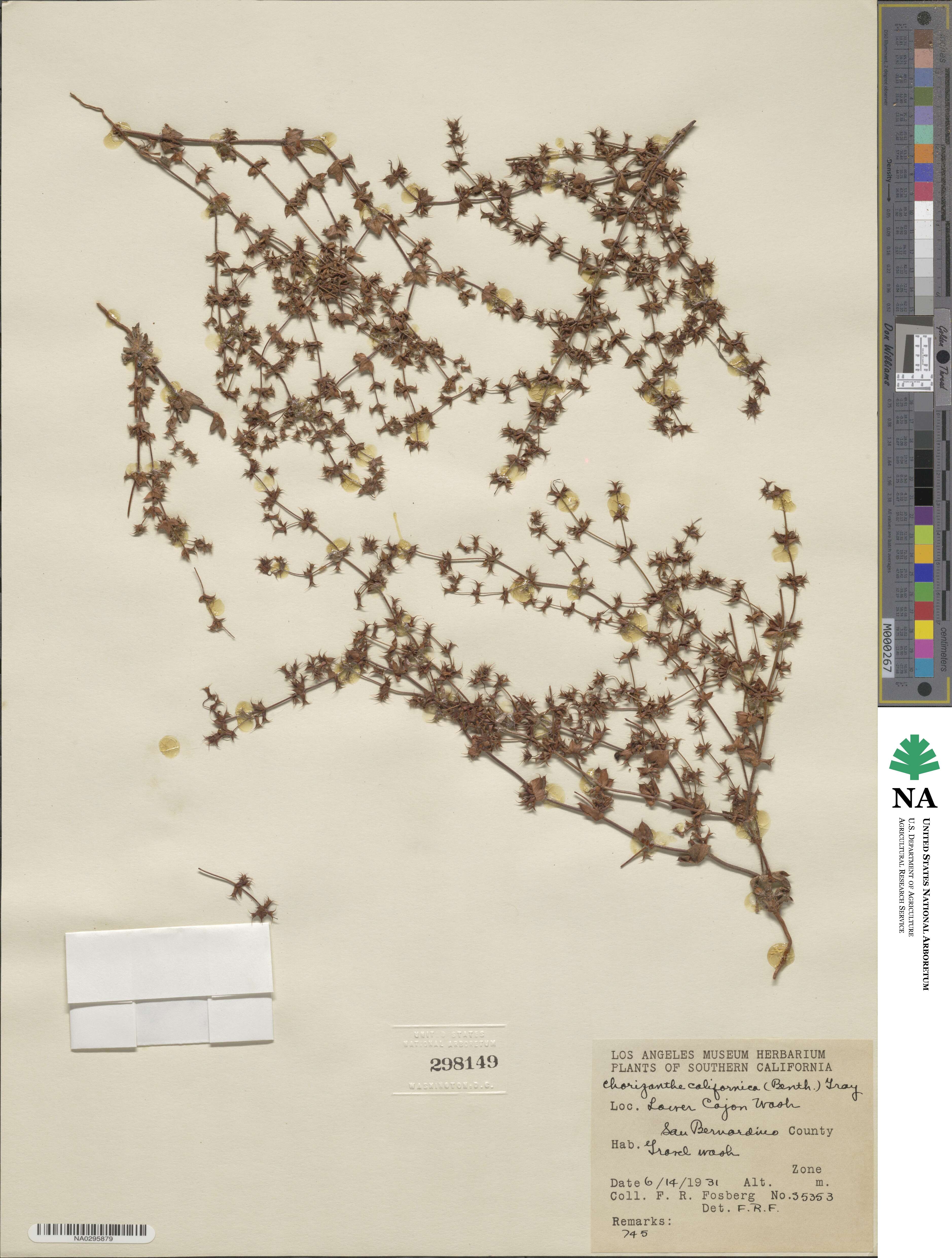 Mucronea californica image