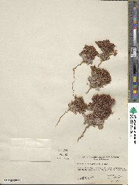 Chorizanthe corrugata image