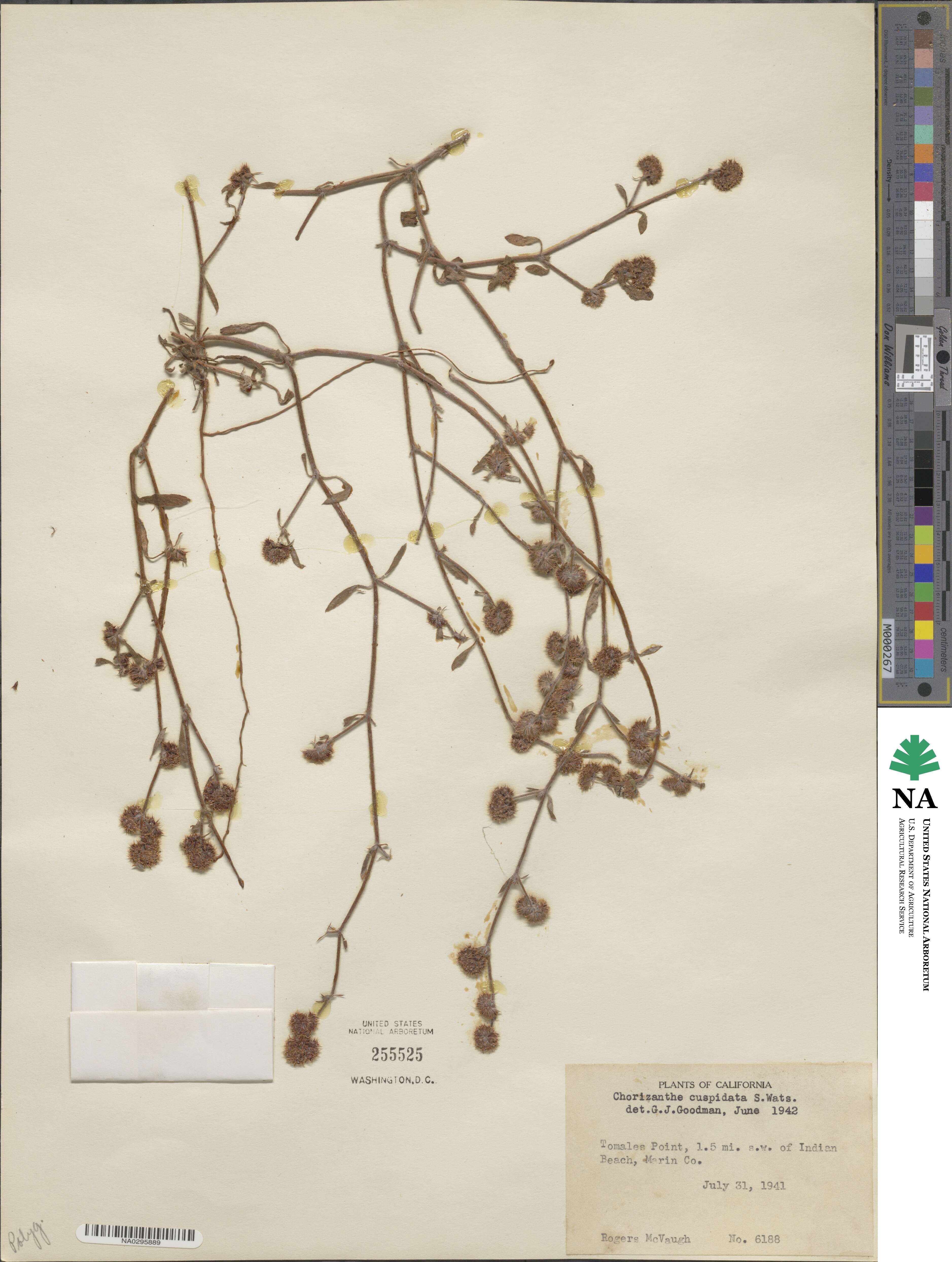 Chorizanthe cuspidata image