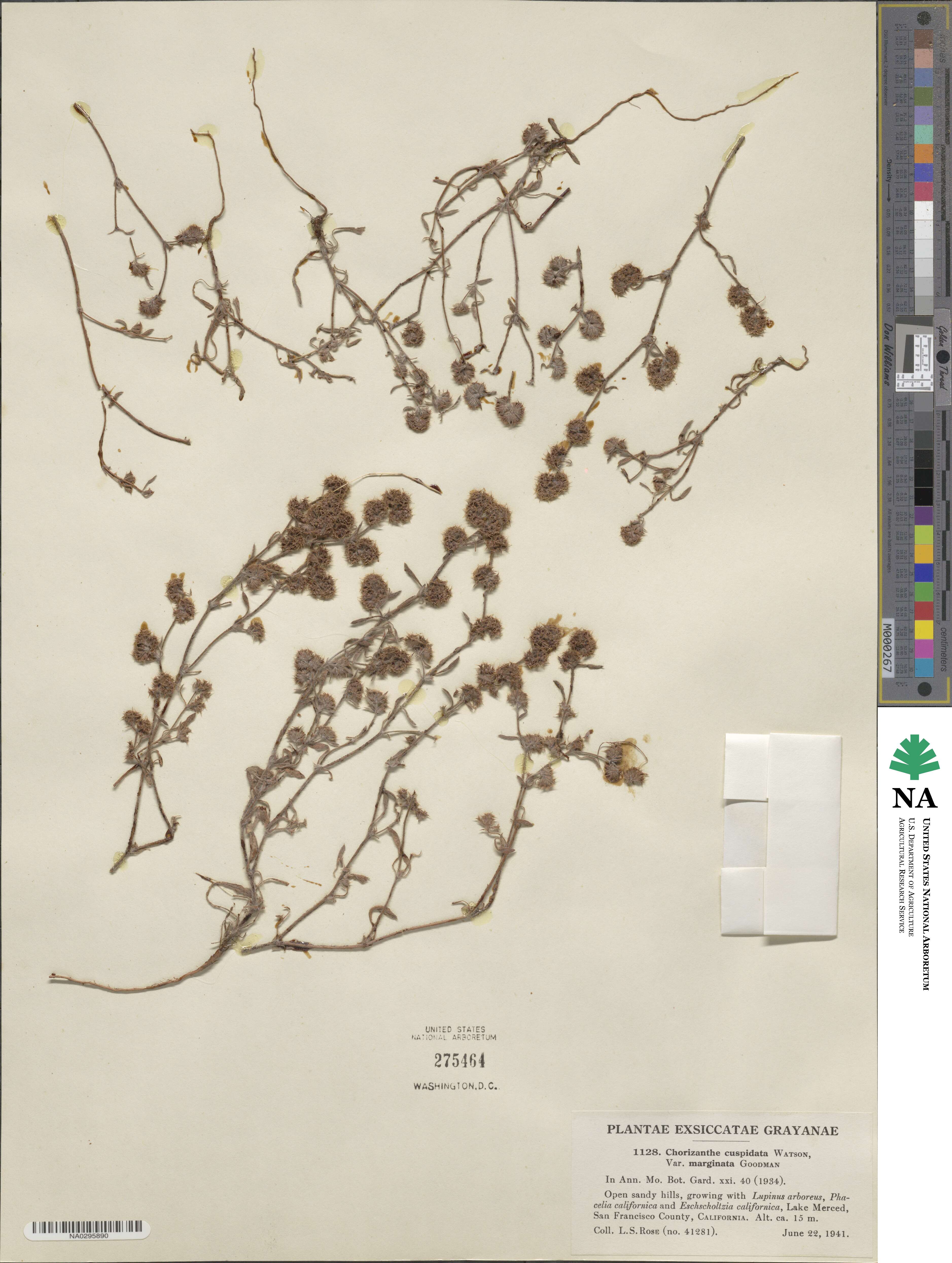 Chorizanthe cuspidata image