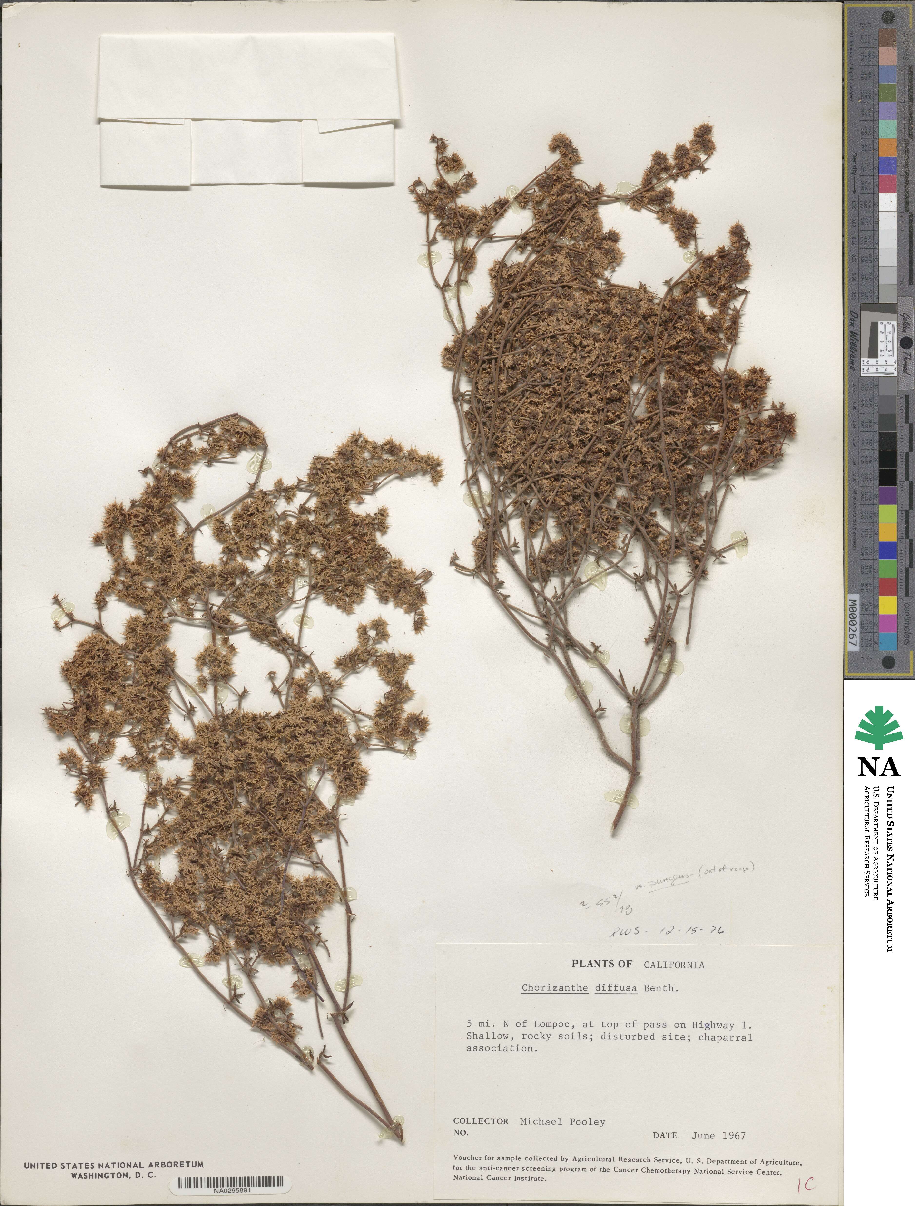 Chorizanthe diffusa image