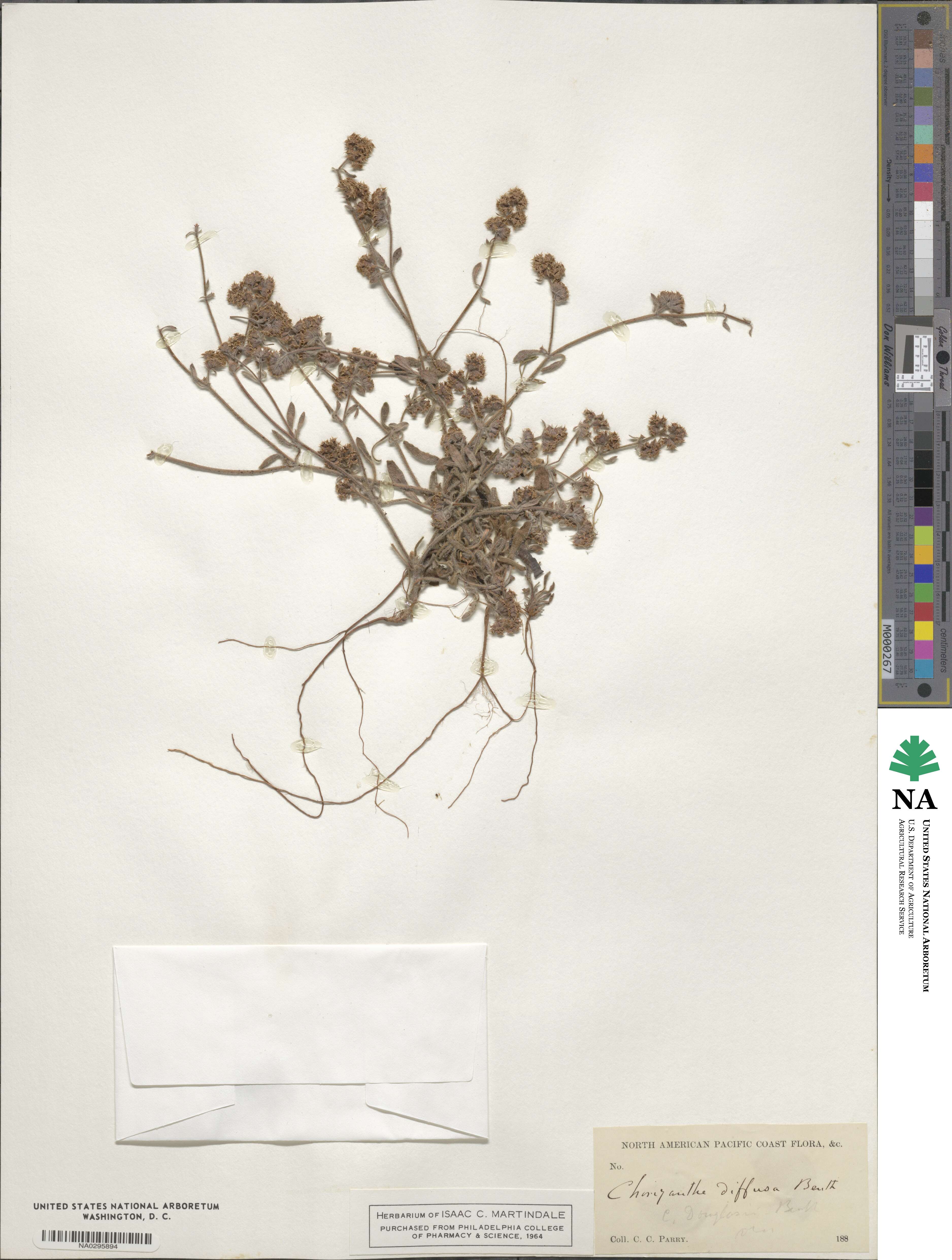 Chorizanthe diffusa image