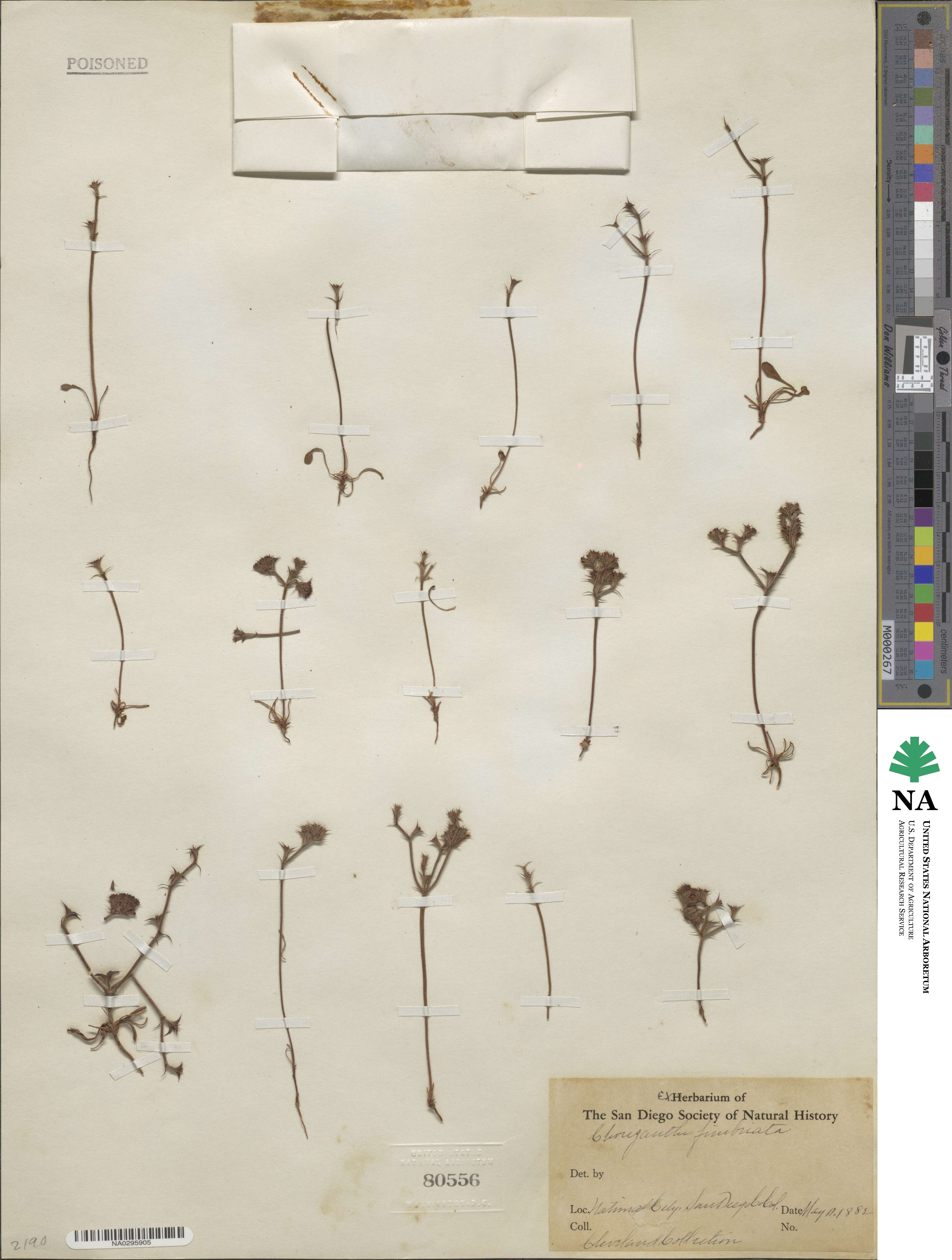 Chorizanthe fimbriata image
