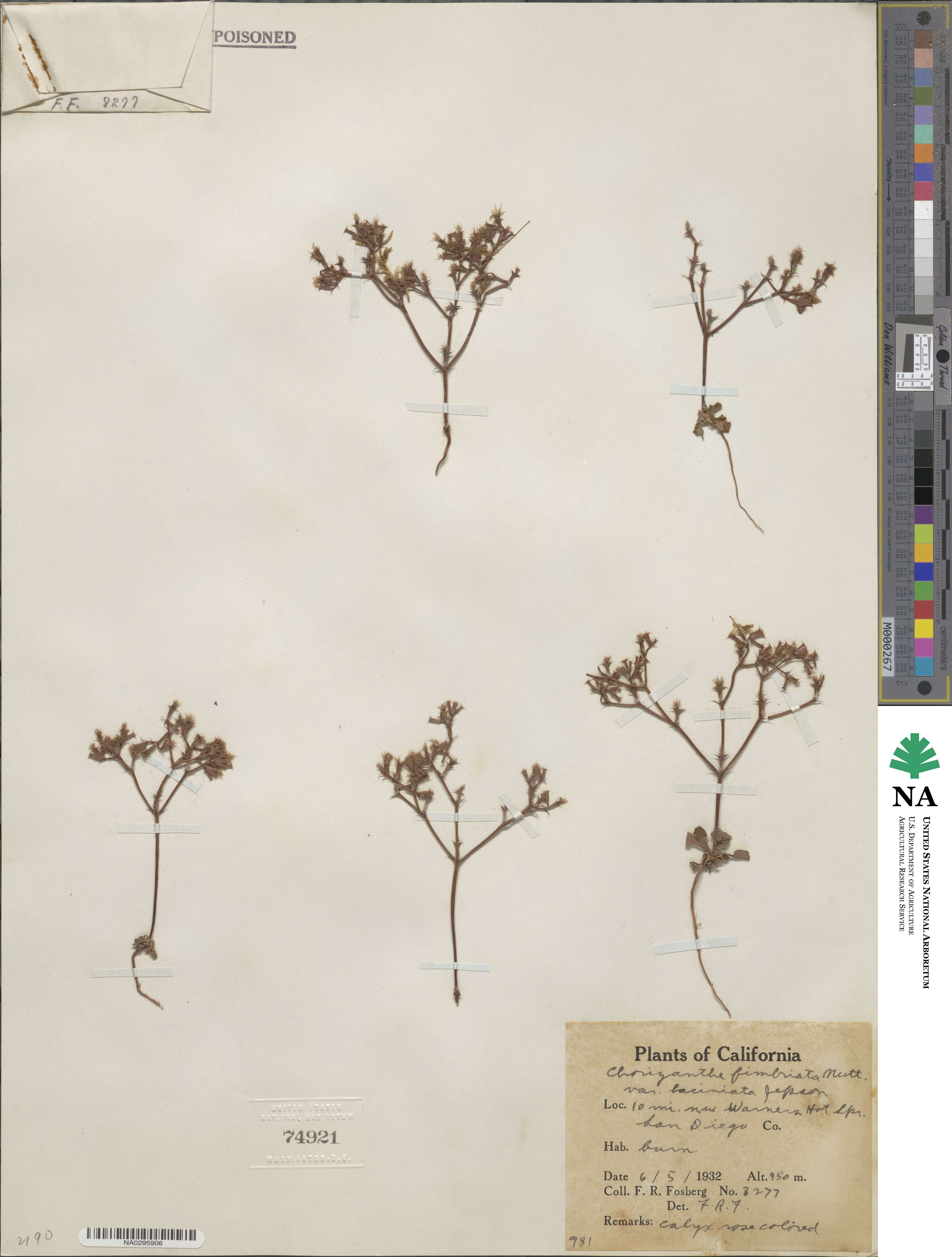 Chorizanthe fimbriata image