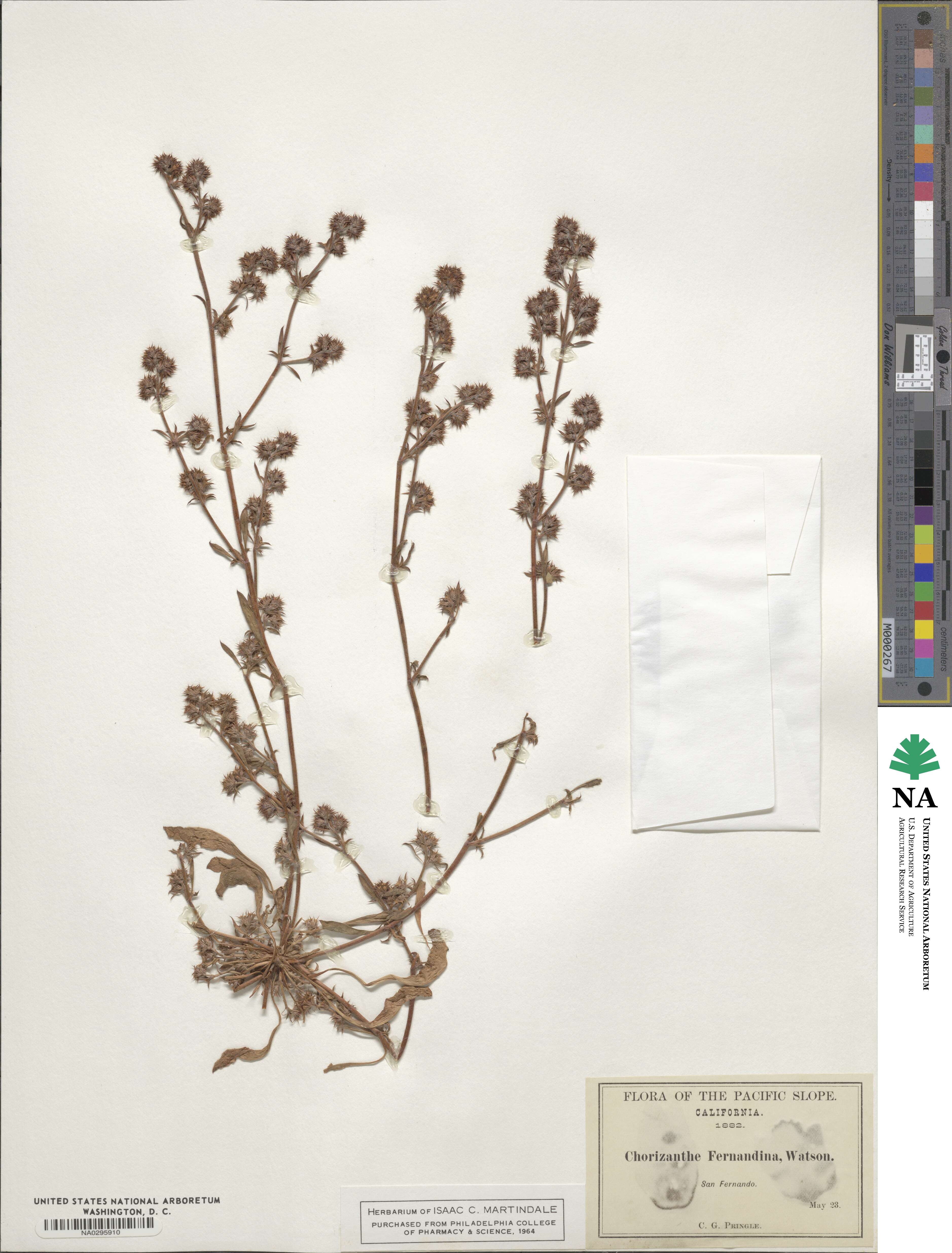 Chorizanthe parryi image