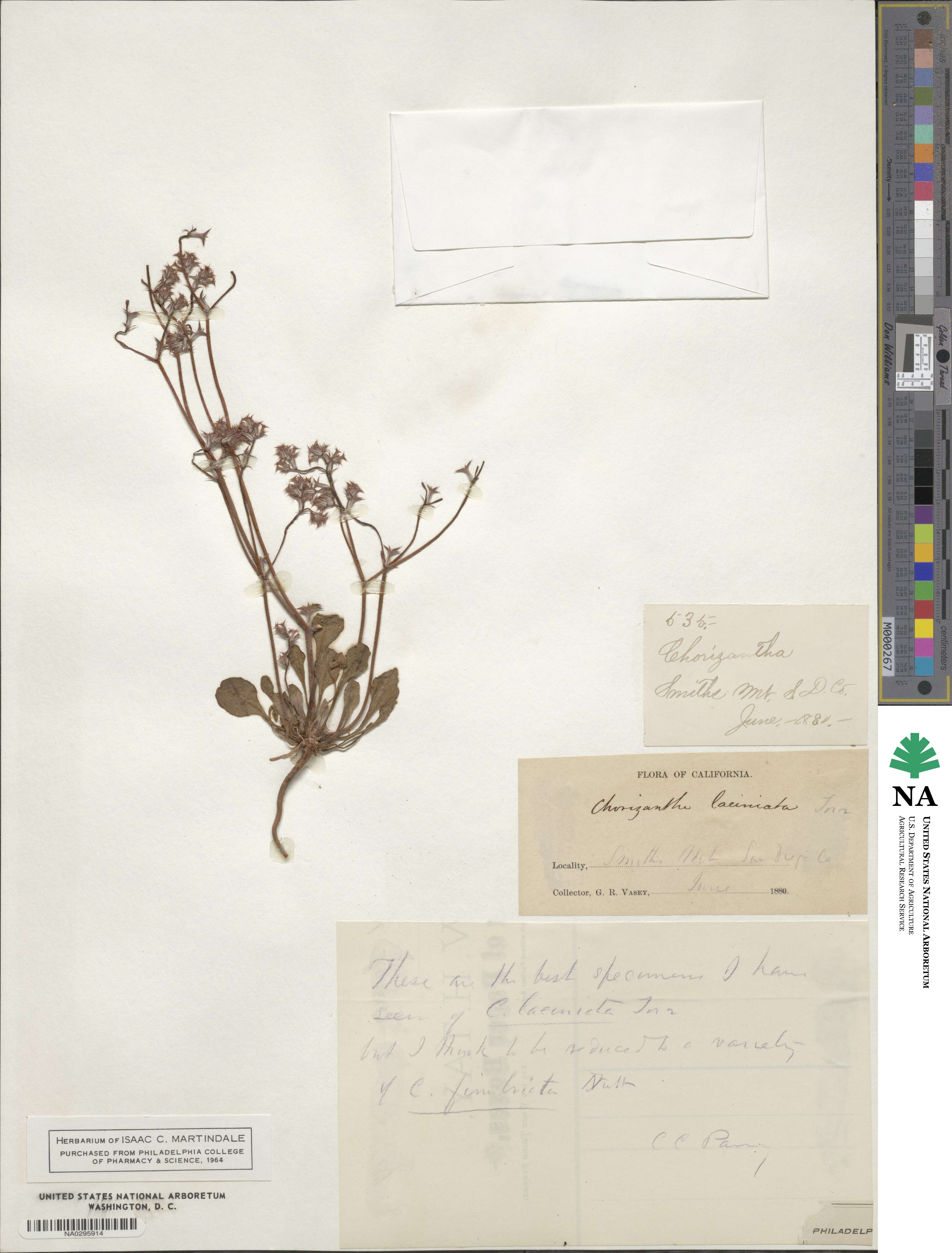 Chorizanthe fimbriata image