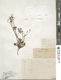 Chorizanthe fimbriata image