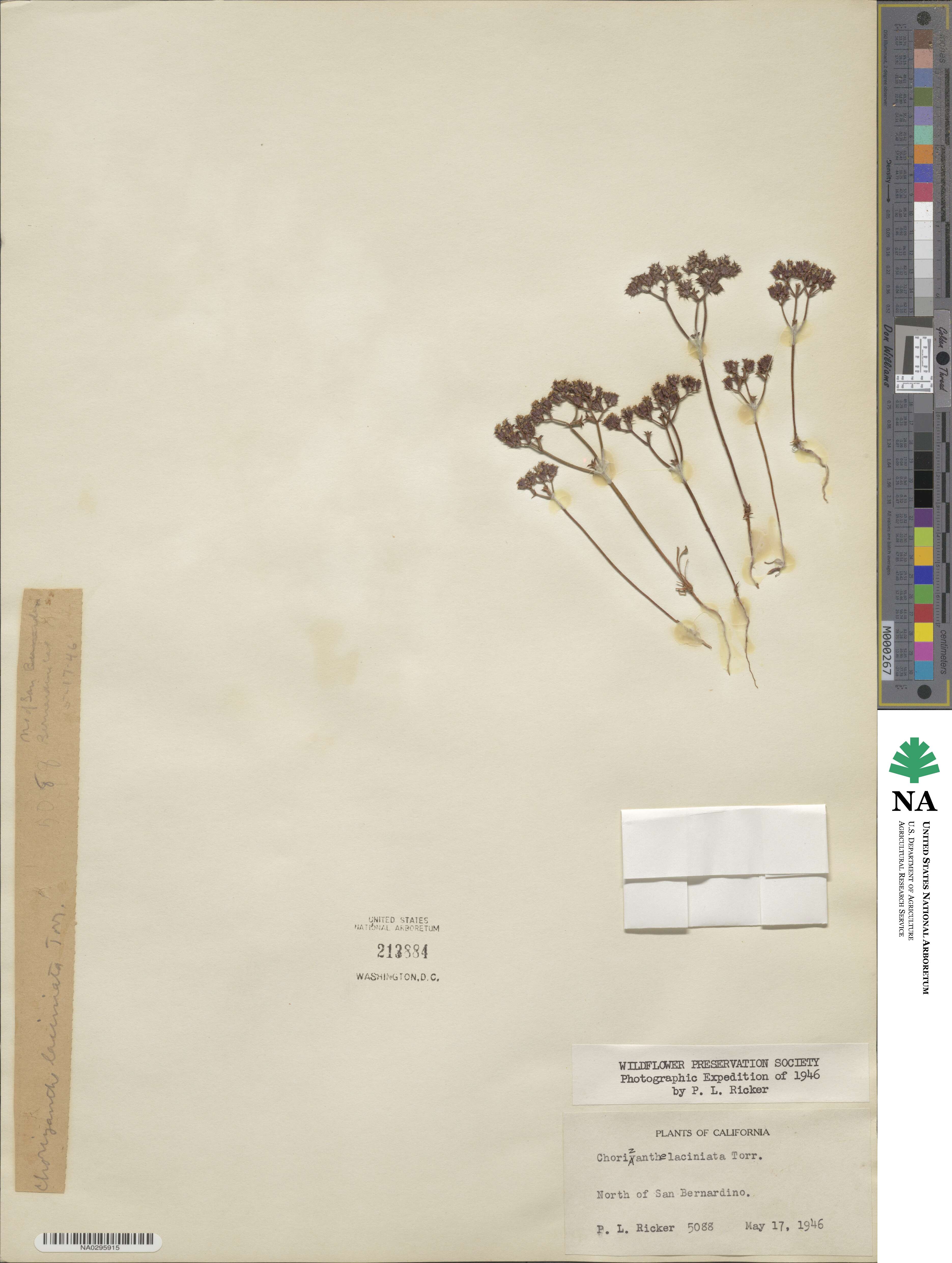 Chorizanthe fimbriata image