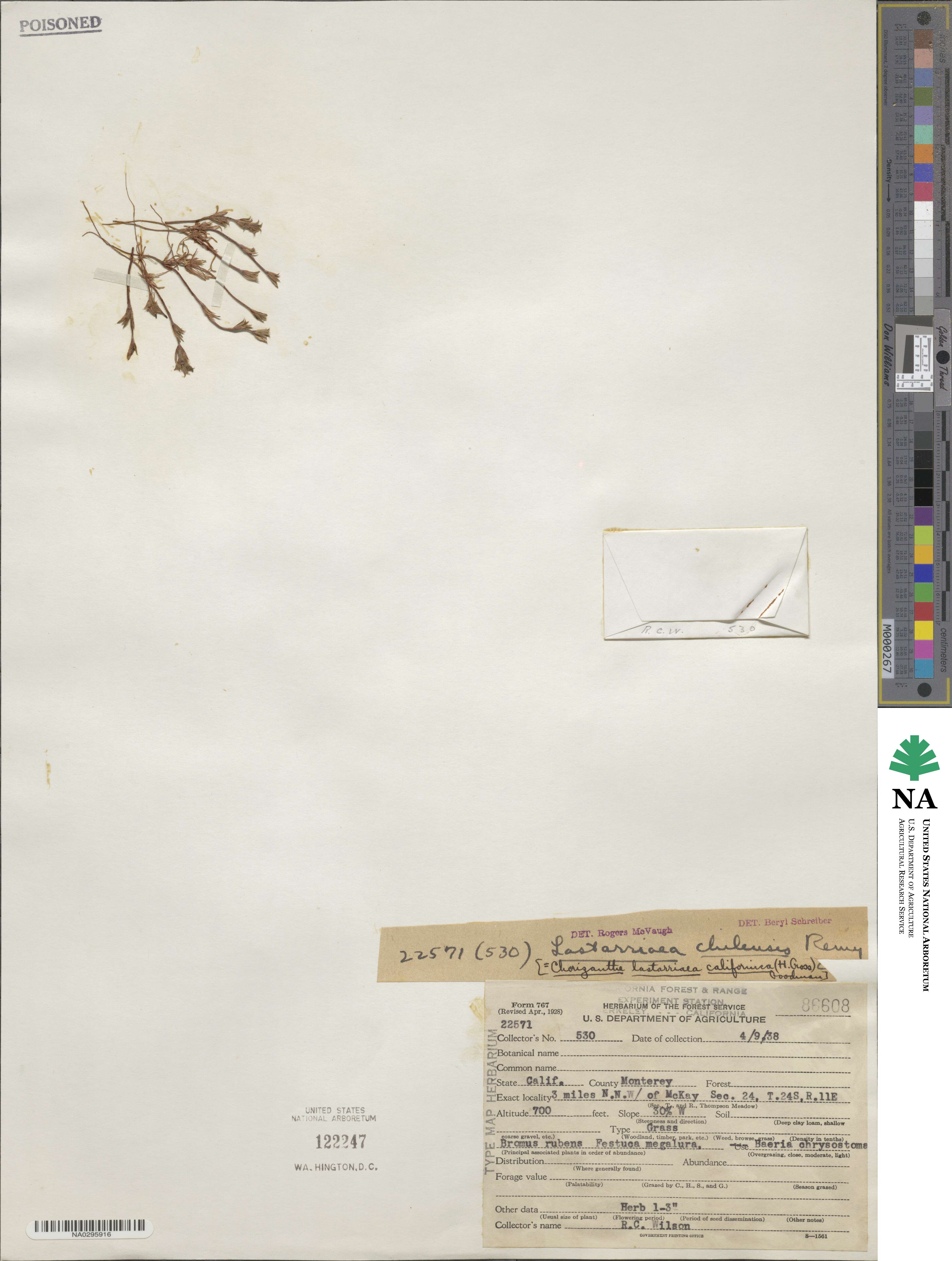 Lastarriaea coriacea image