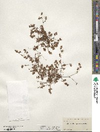 Image of Dodecahema leptoceras