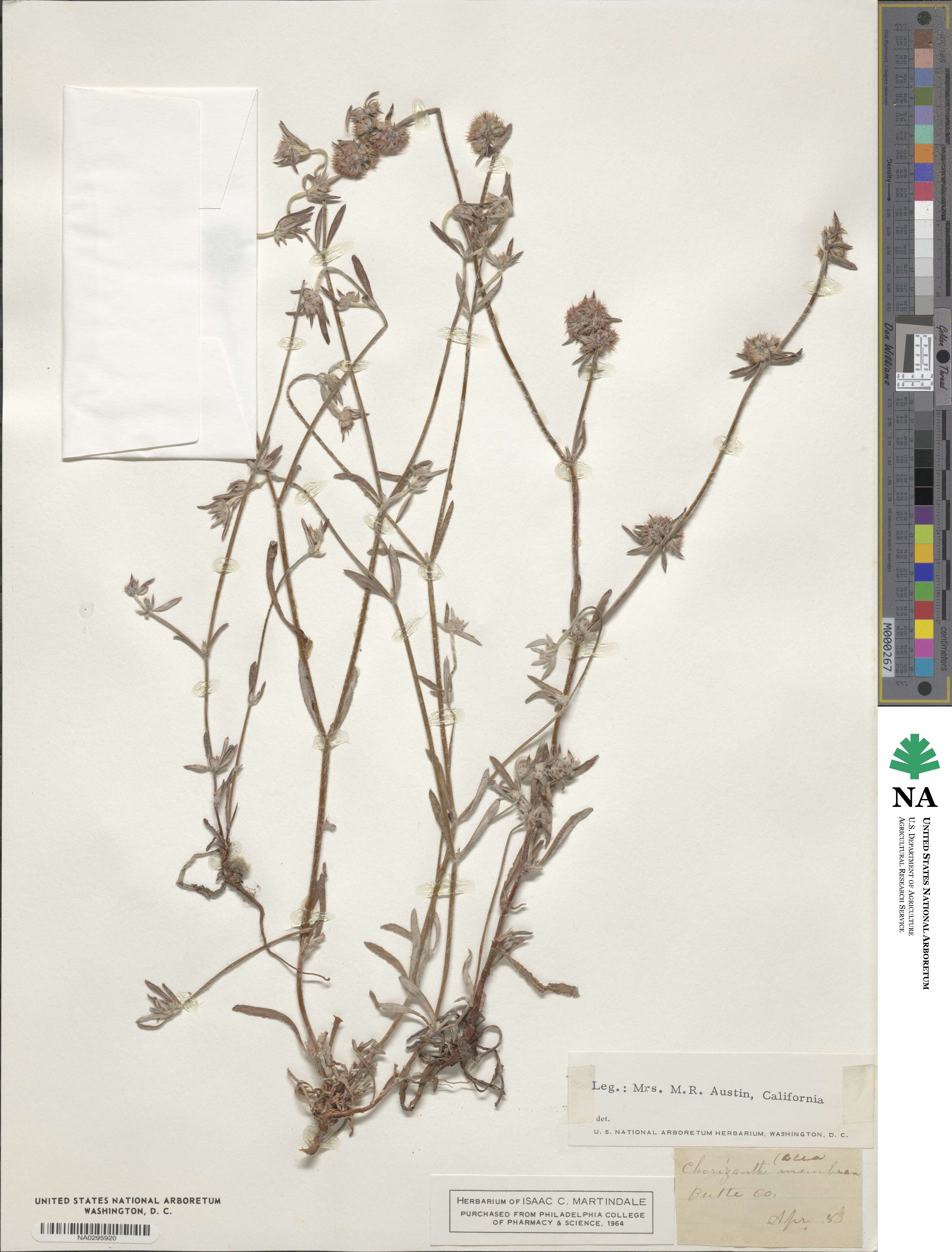 Chorizanthe membranacea image