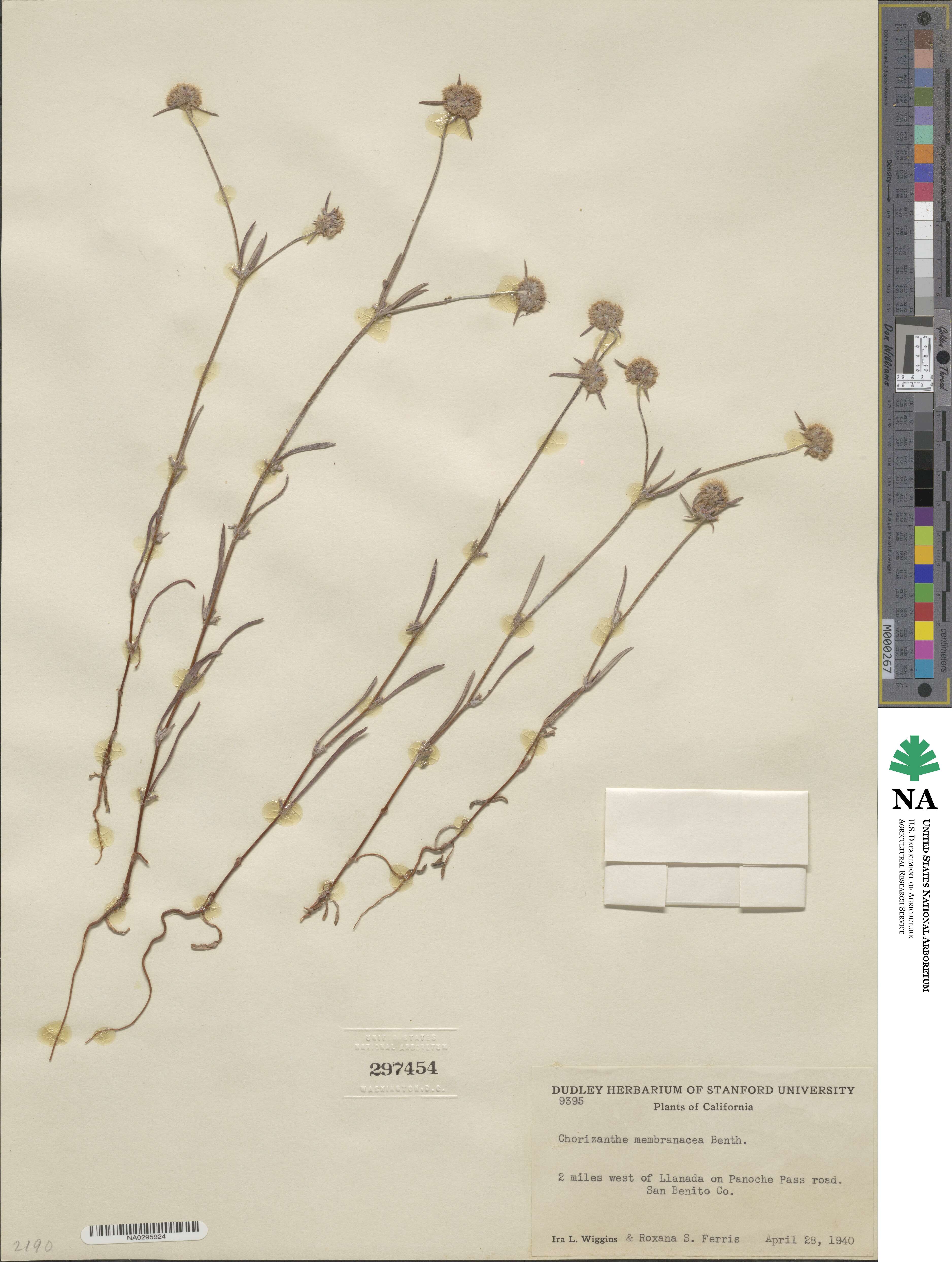 Chorizanthe membranacea image