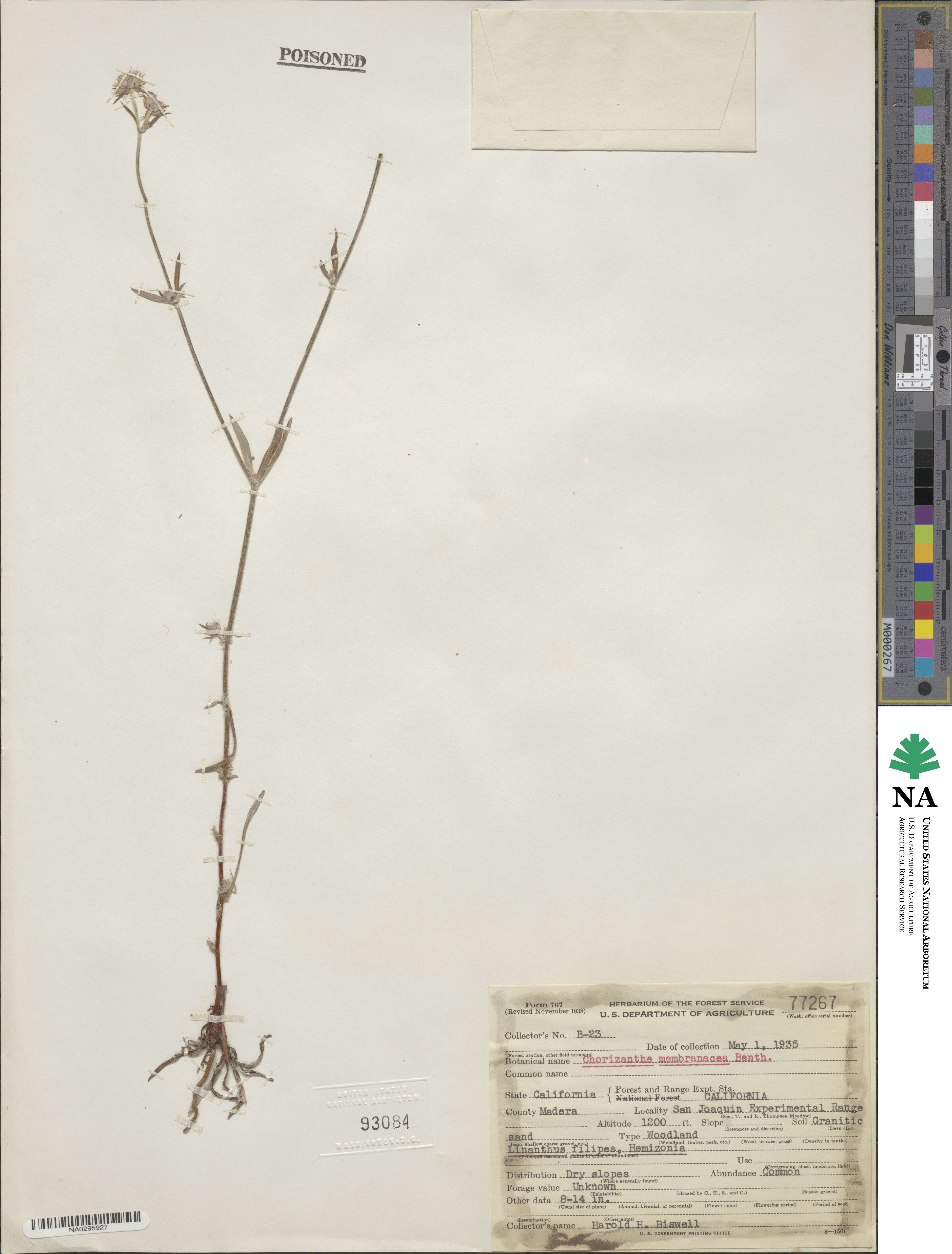 Chorizanthe membranacea image