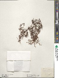 Image of Chorizanthe orcuttiana