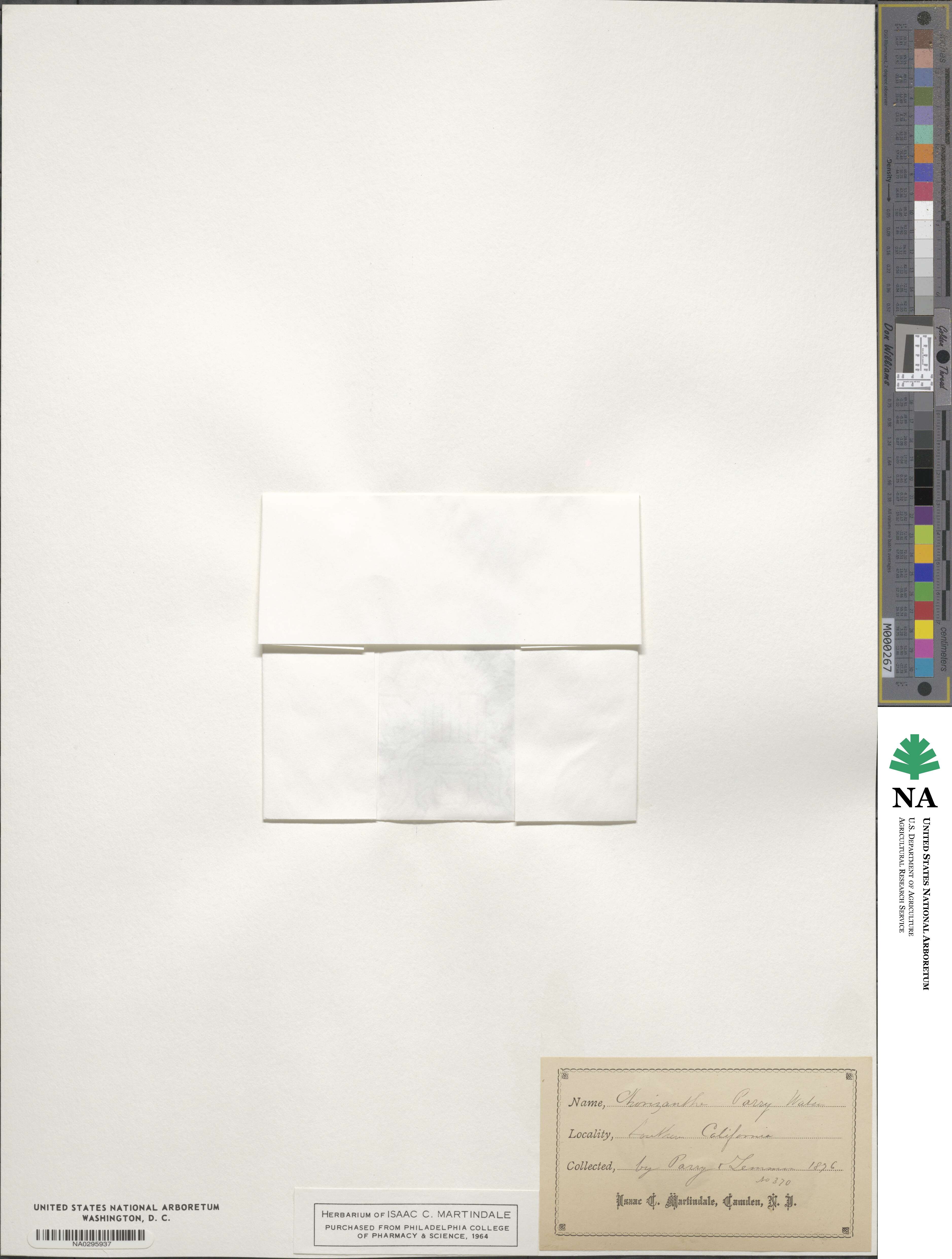 Chorizanthe parryi image