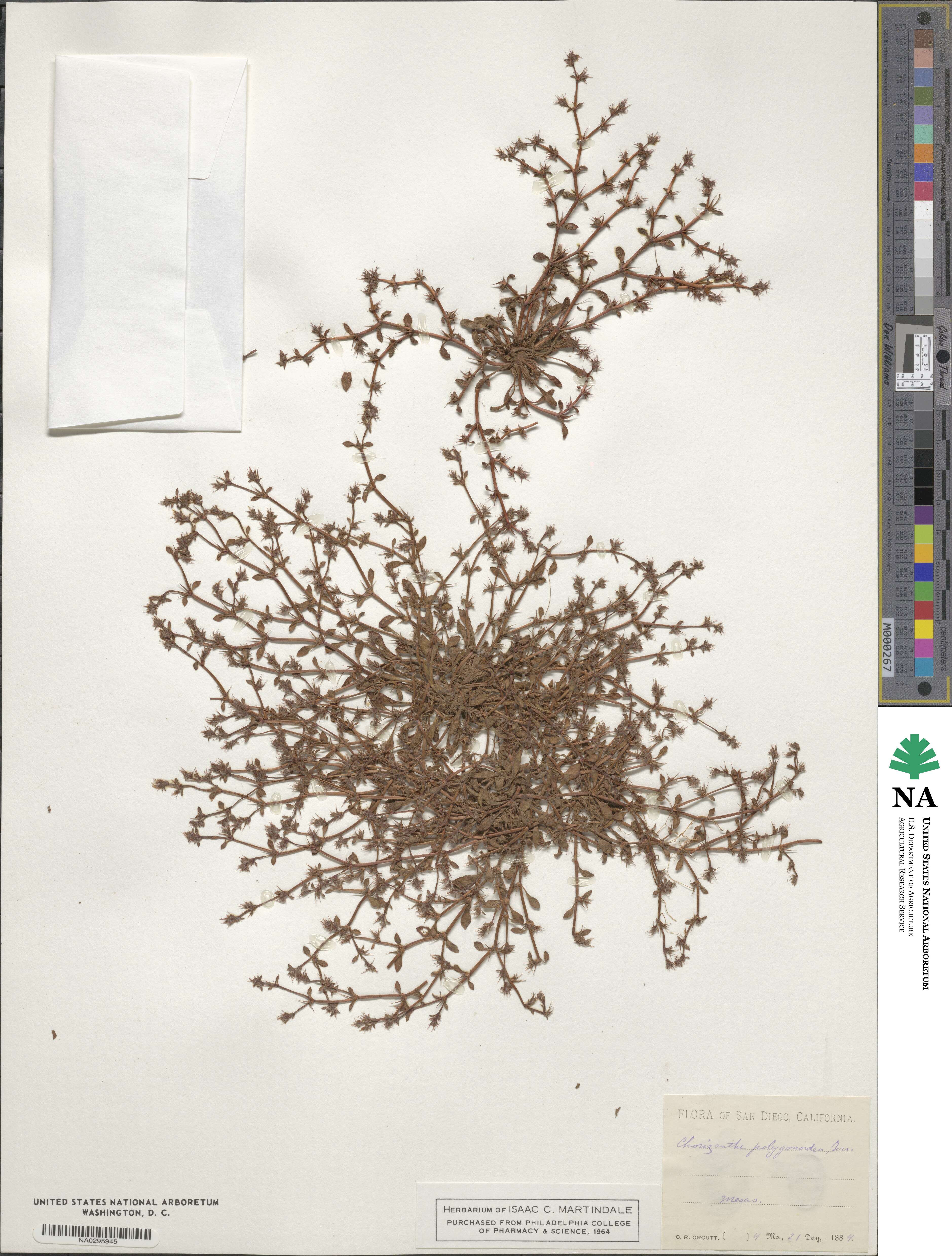 Chorizanthe polygonoides image